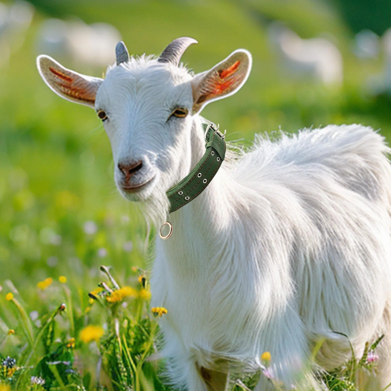 Collier Pour Chèvre | Collier Pour Cheval Et Mouton | Bande De Traction Abrasion Résistante Pour Petit Animal De Ferme Veau Vache | Pour Alimentation Transport Élevage Pâturage