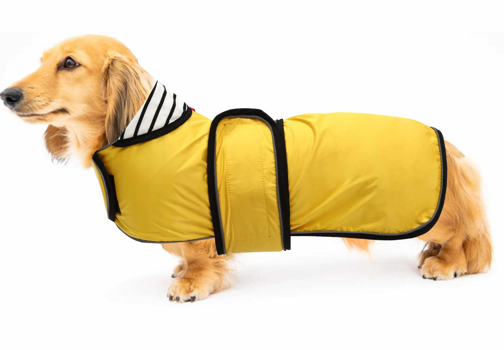 Imperméable Veste pour Chien Teckel réglable légère avec Sangles réfléchissantes et Trou pour Harnais Jaune