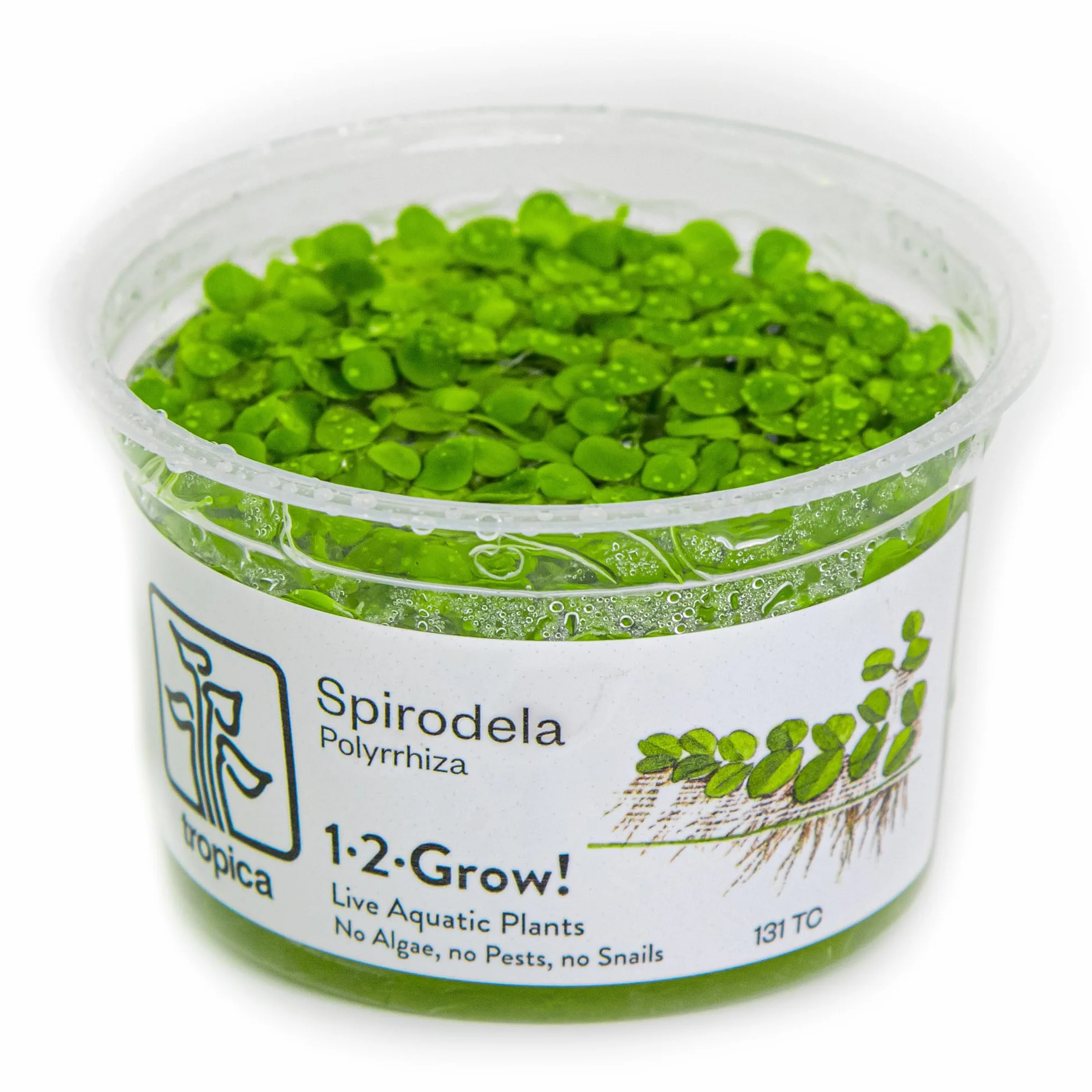 Tropica Spirodela polyrrhiza 1-2-Grow! flottant facile