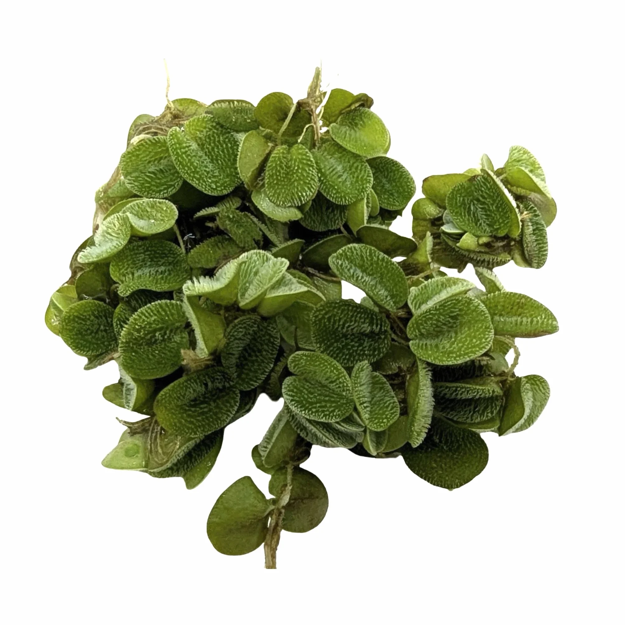 Salvinia auriculata natans 10 Live Plantes flottantes Aquarium
