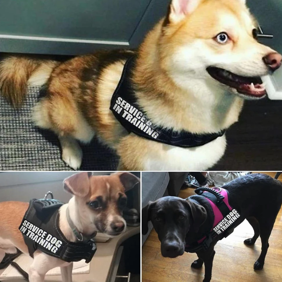 Ceinture de sécurité en nylon réfléchissant pour chien XS-XXL pour petit chien Chihuahua Husky Bouledogue Chat Ceinture de sécurité Corde de traction Fournitures pour chien Évier
