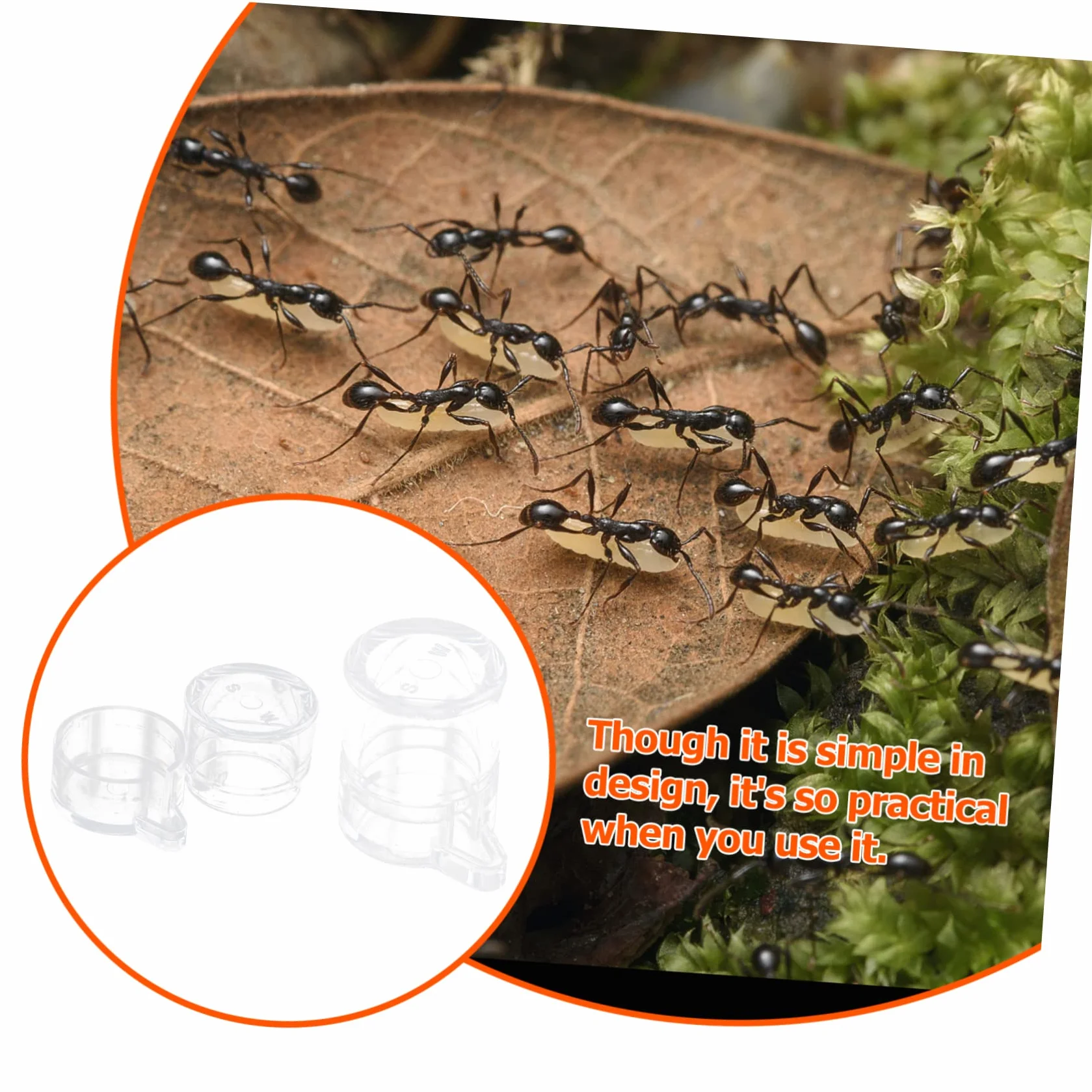 Kisangel 2 Pièces Alimentation pour Fourmis Acrylique Mangeoire et Récipient d'Eau Transparent
