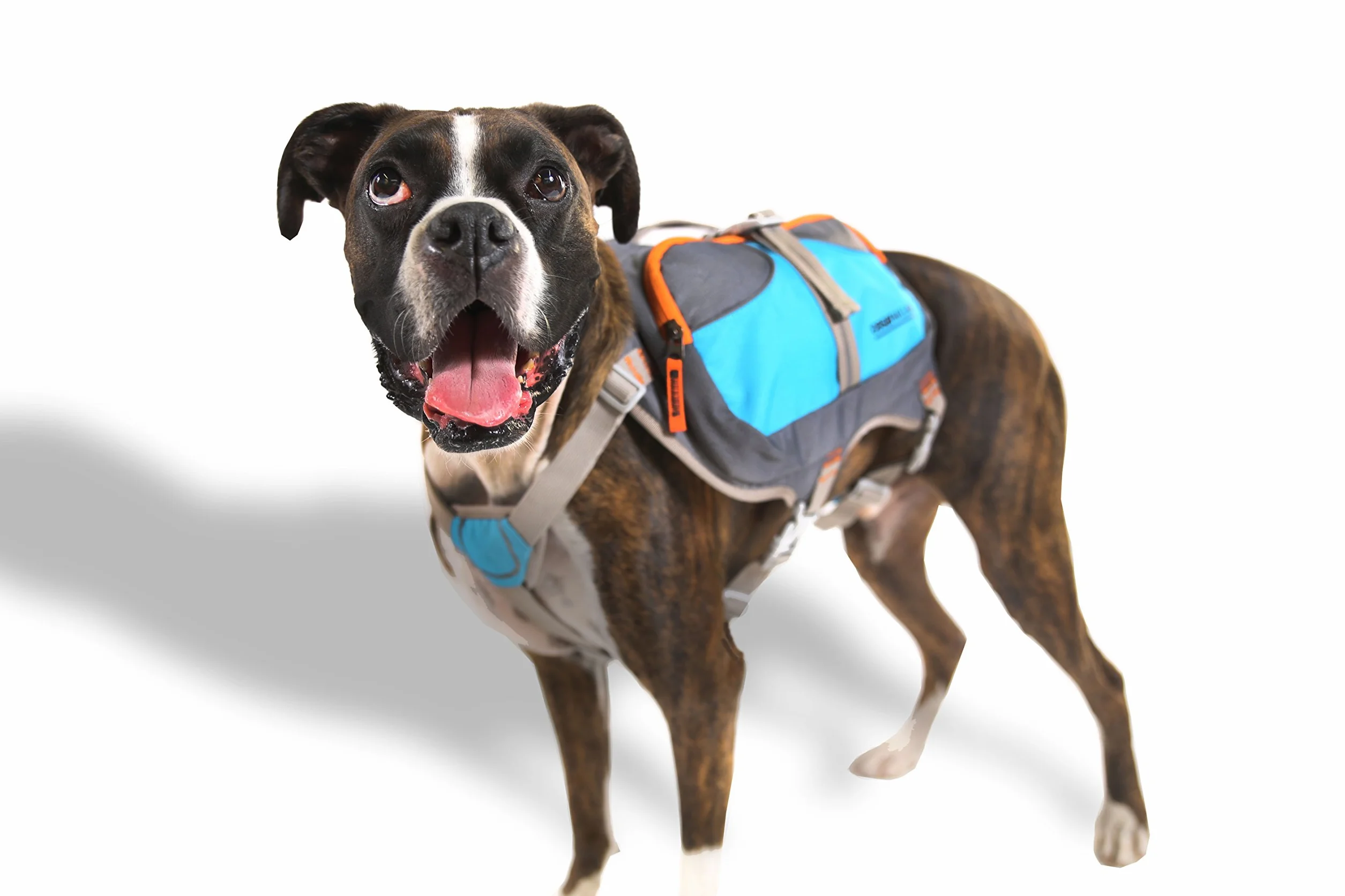 Cesar Millan Grand Sac à Dos Chien Bleu Gris