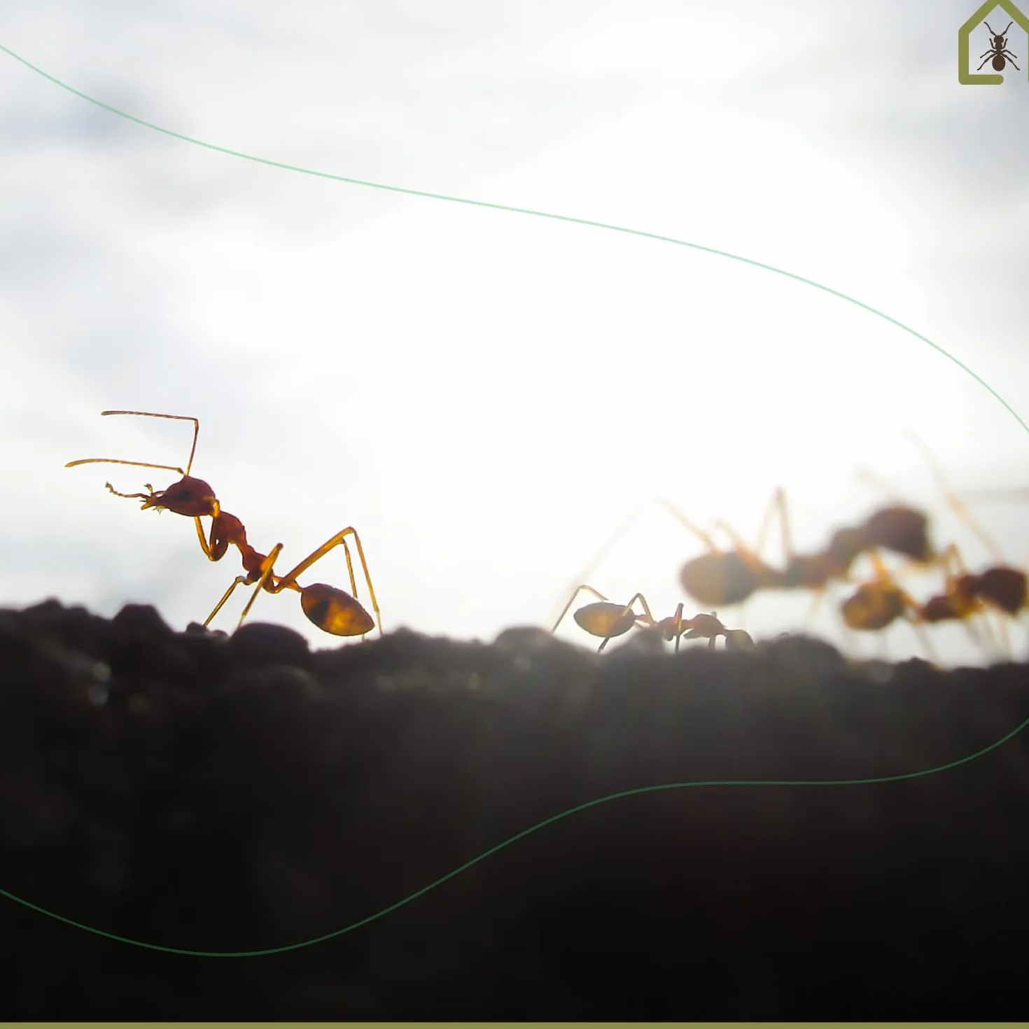 AntHouse Fourmilière de Sable Naturel 3D Modèle L Gris avec Colonie de Fourmis