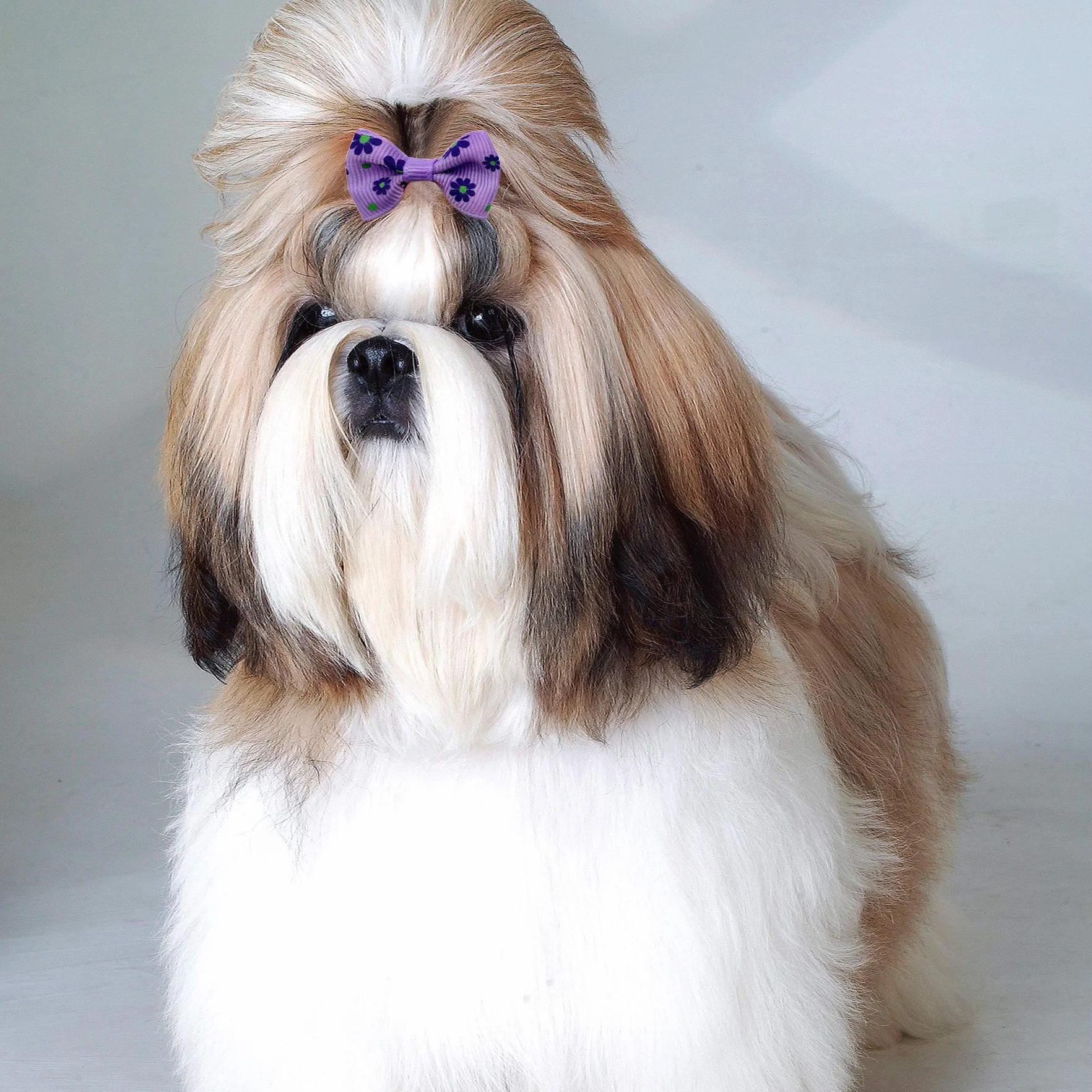 Nœuds pour poils de petit chien avec élastiques en caoutchouc - Accessoires de toilettage pour poils longs
