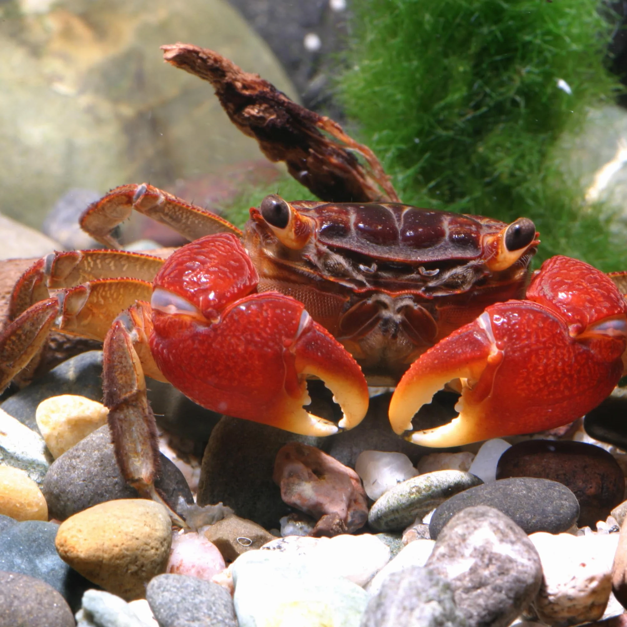 JBL PRONOVO CRABS WAFER Aliment de Base pour Écrevisses Crabes Crevettes géantes 1-20 cm Pastilles taille M 100 ml