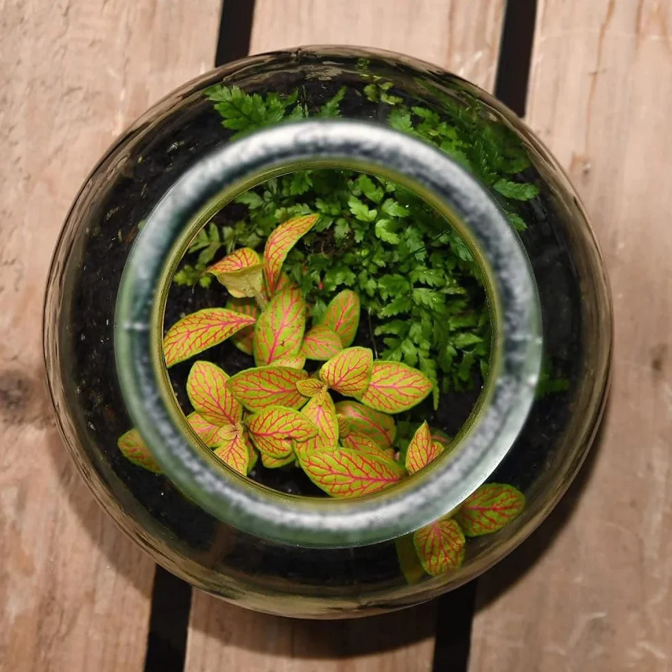 Esschert Design Bouteille de Terrarium Semi-Ouverte Moyenne Verre recyclé Liège