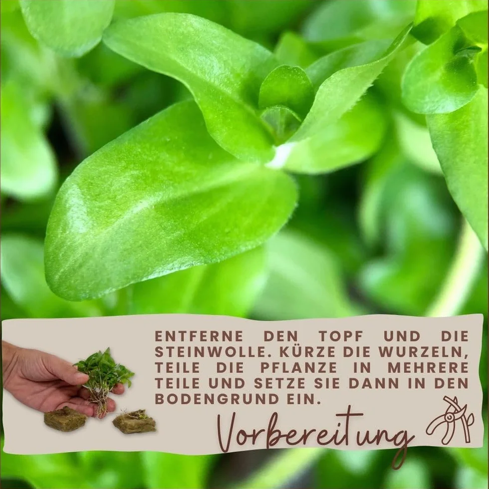 AquaOne Ludwigia repens Rubis Plante d'aquarium tige racinée Facile entretien