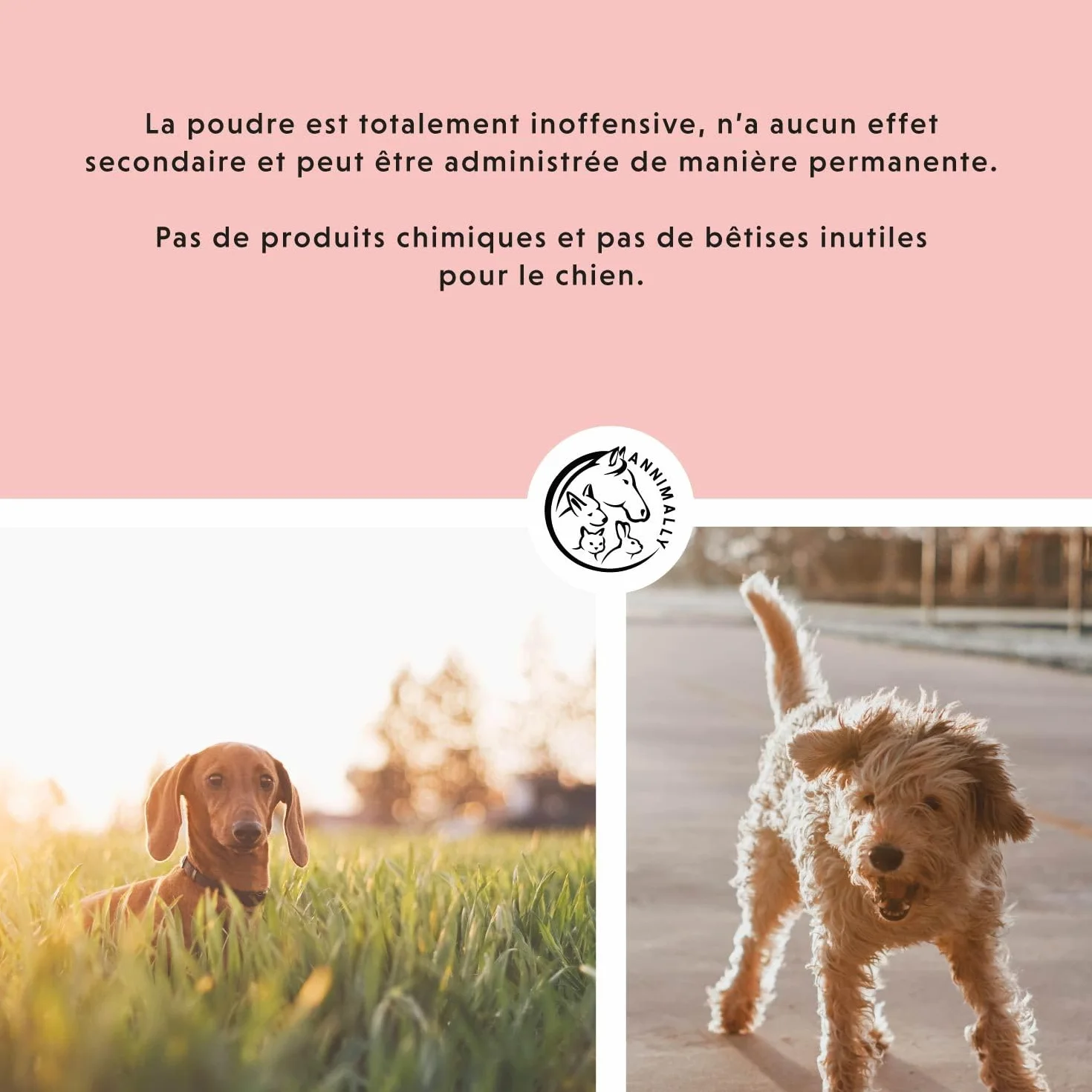 Annimally Adieu Tiques Poudre Chiens 400g Huile Cumin Noir Ciste Levure Bière Algues Marines Alternative Comprimés