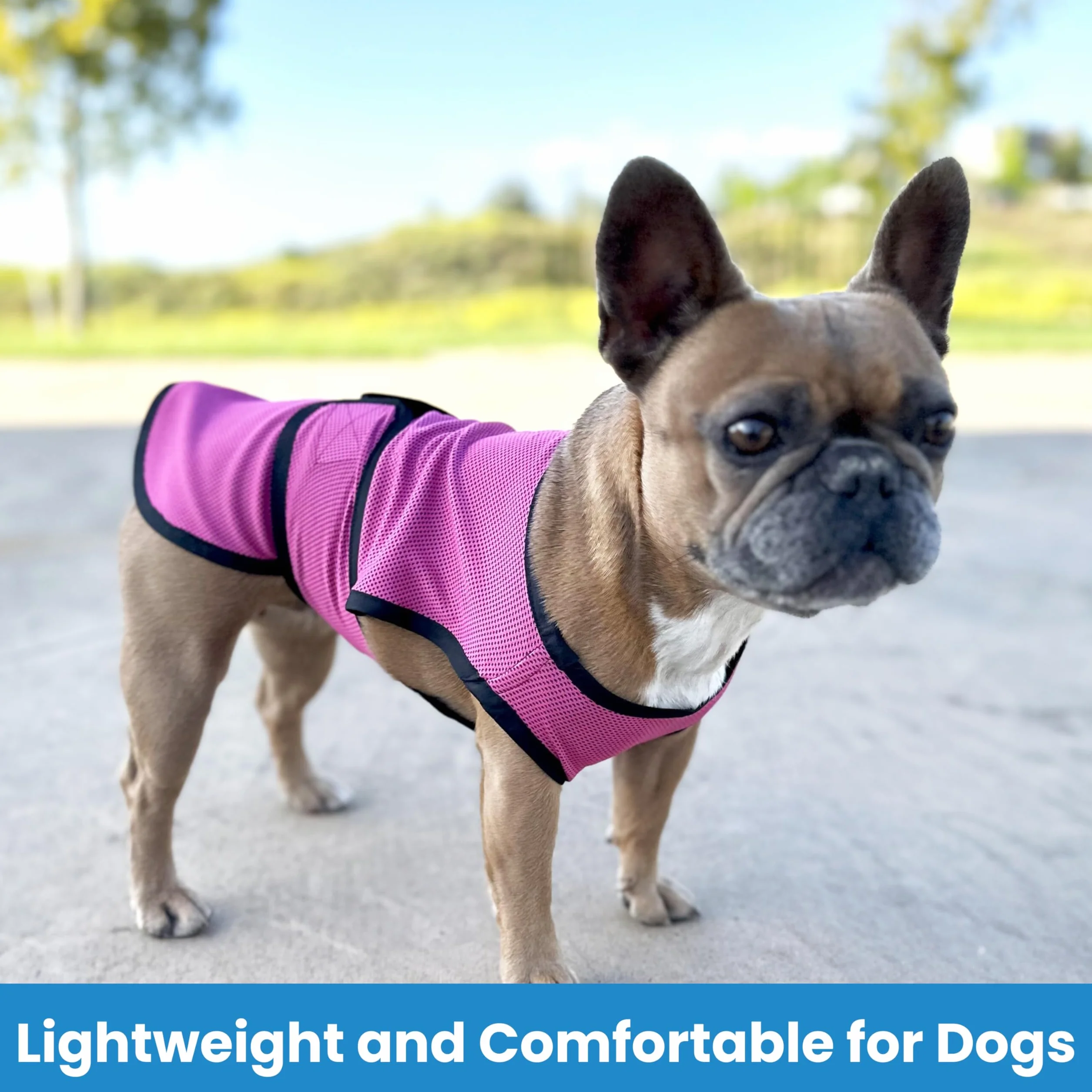 Gilet de Refroidissement pour Chien léger avec Technologie de Microfibre évaporative et Anti-UV, Taille pour Chiens Petits, Moyens et Grands, (M, Rose Rouge)