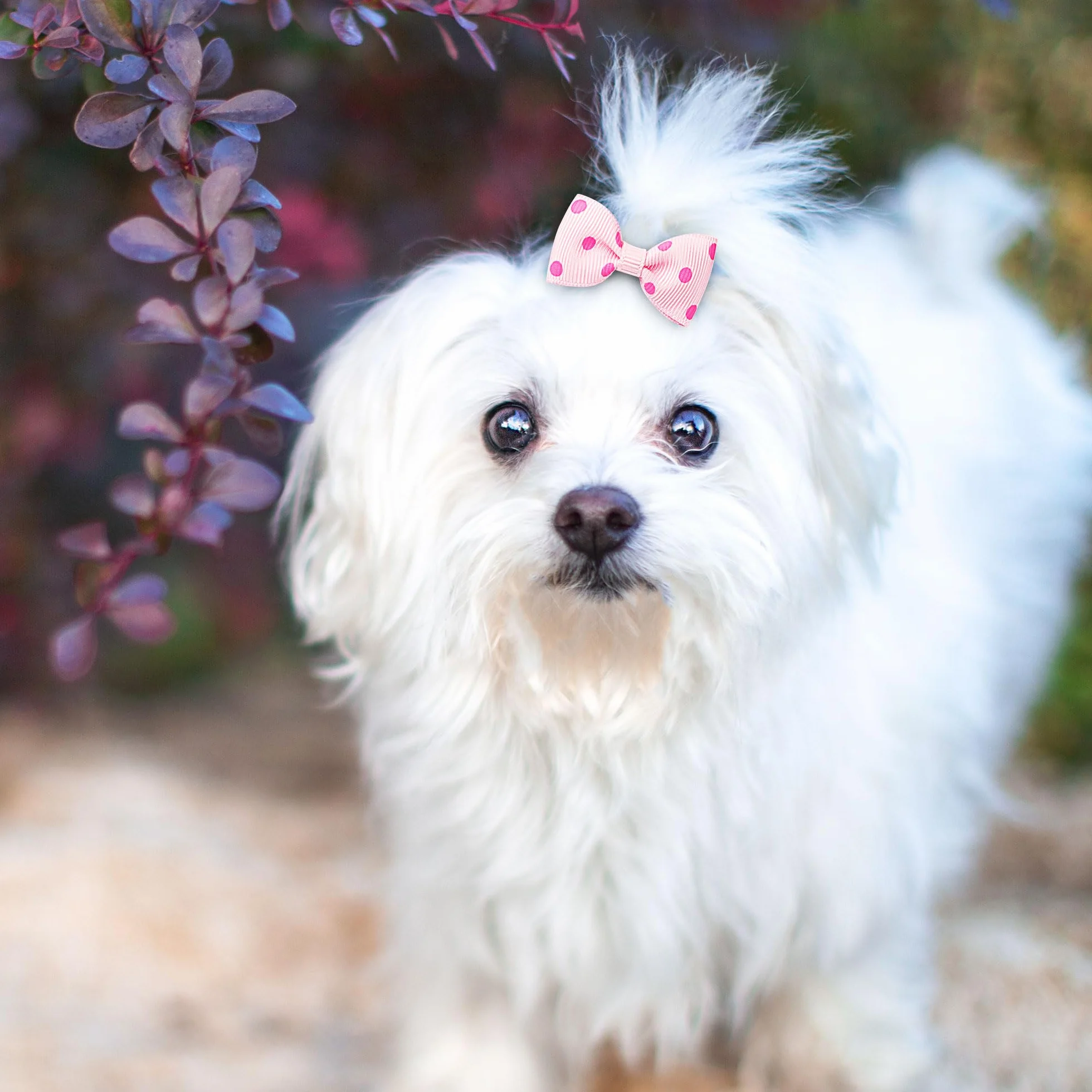 Barrette pour Chien à Pois Pince Rose 5pcs