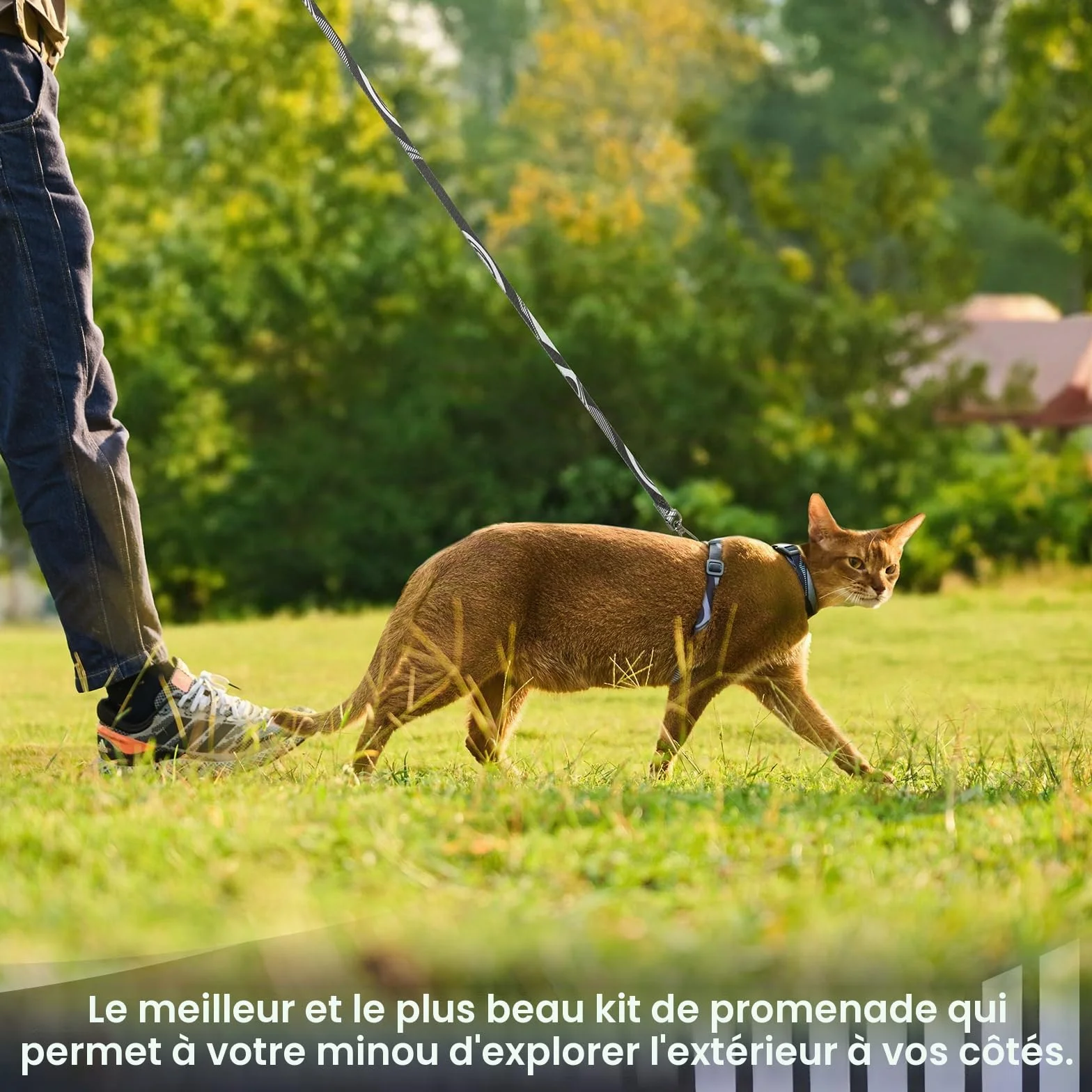 Harnais anti-fuite réglable pour chat - Ensemble de harnais et laisse doux et léger