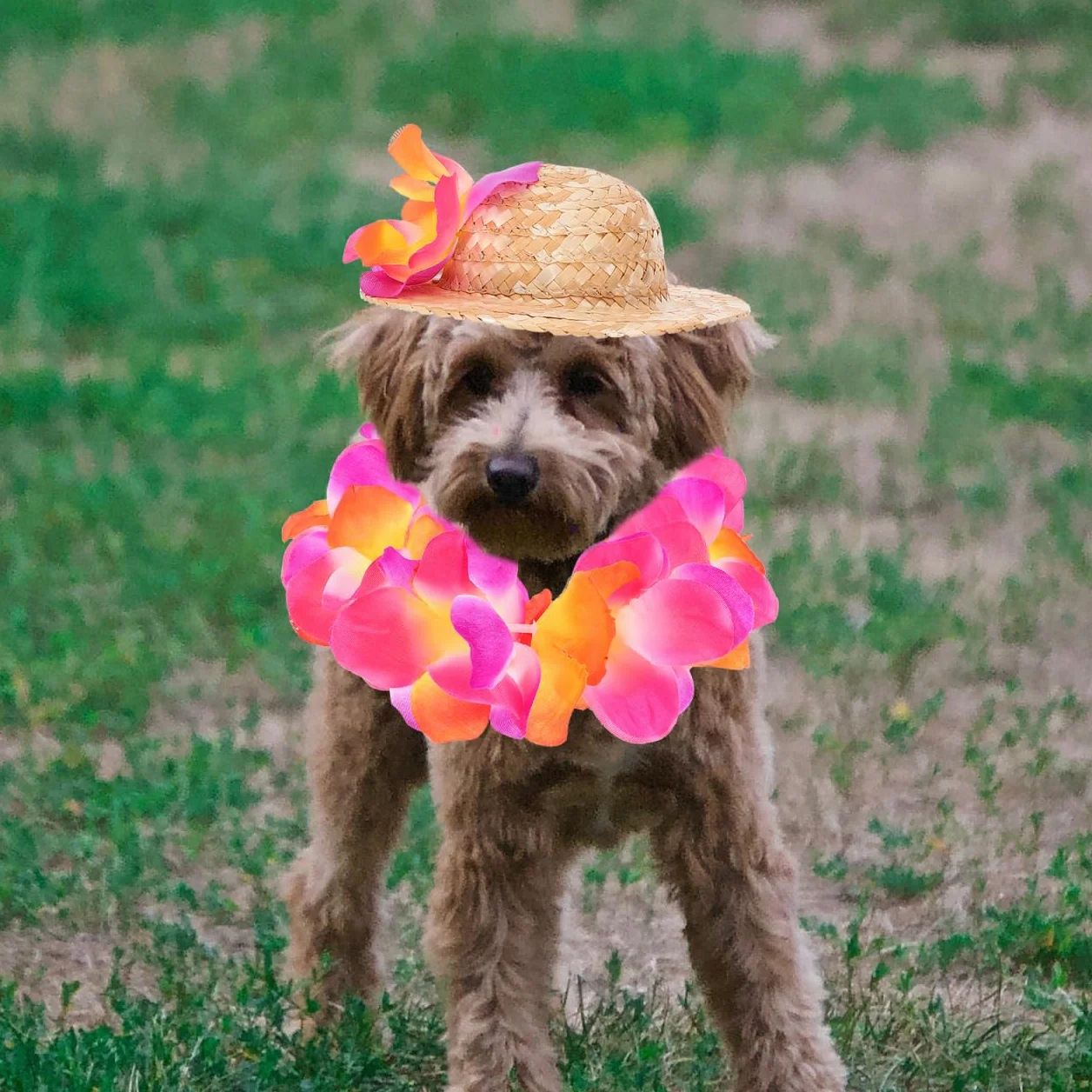 Costume Hawaïen pour Chien avec Chapeau De Paille Et Guirlande Accessoires pour Animaux