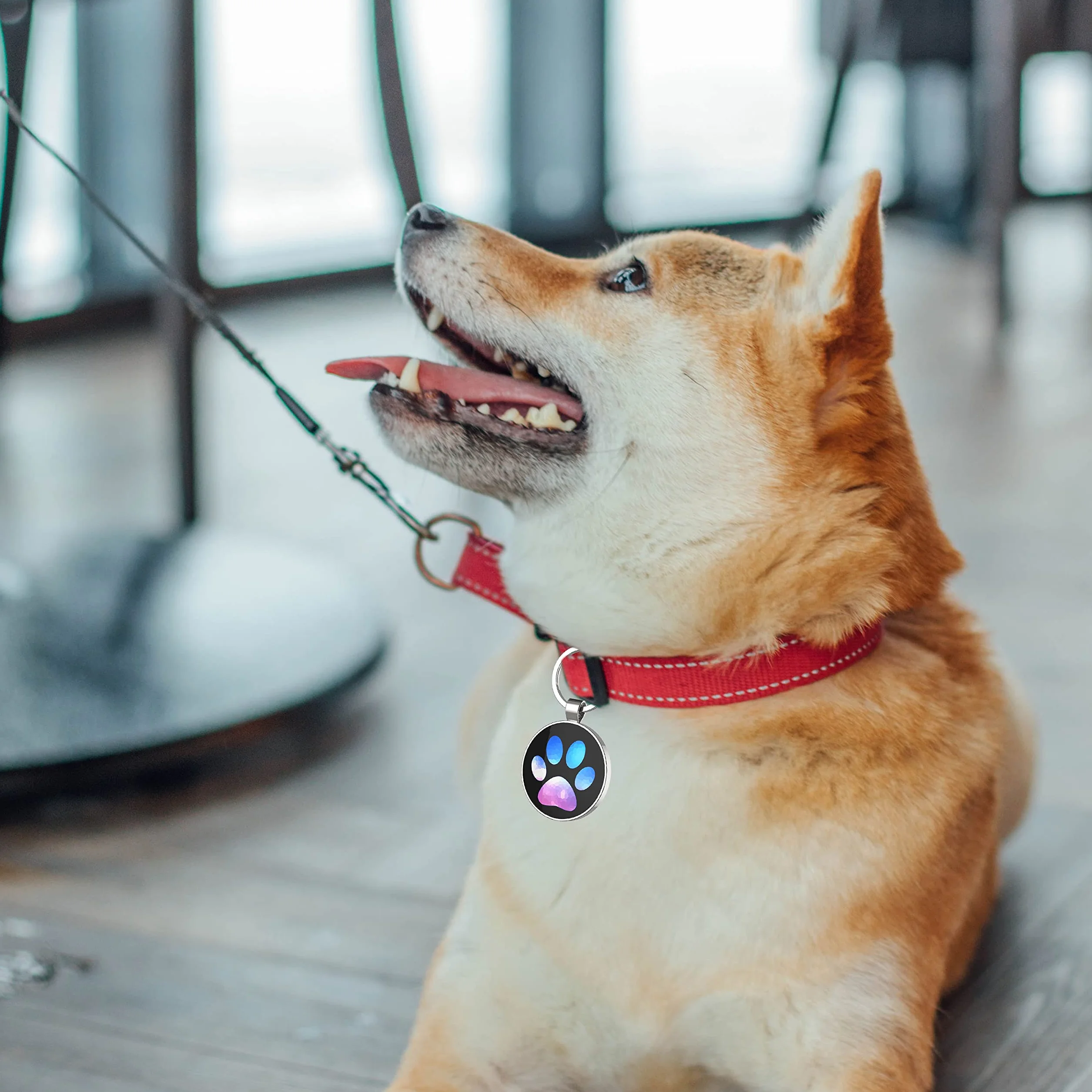 medaillon chien personnalisé，medaille pour chien， Médaille d'identification personnalisable pour animal de compagnie - Affichage d'informations unique - Modifiable