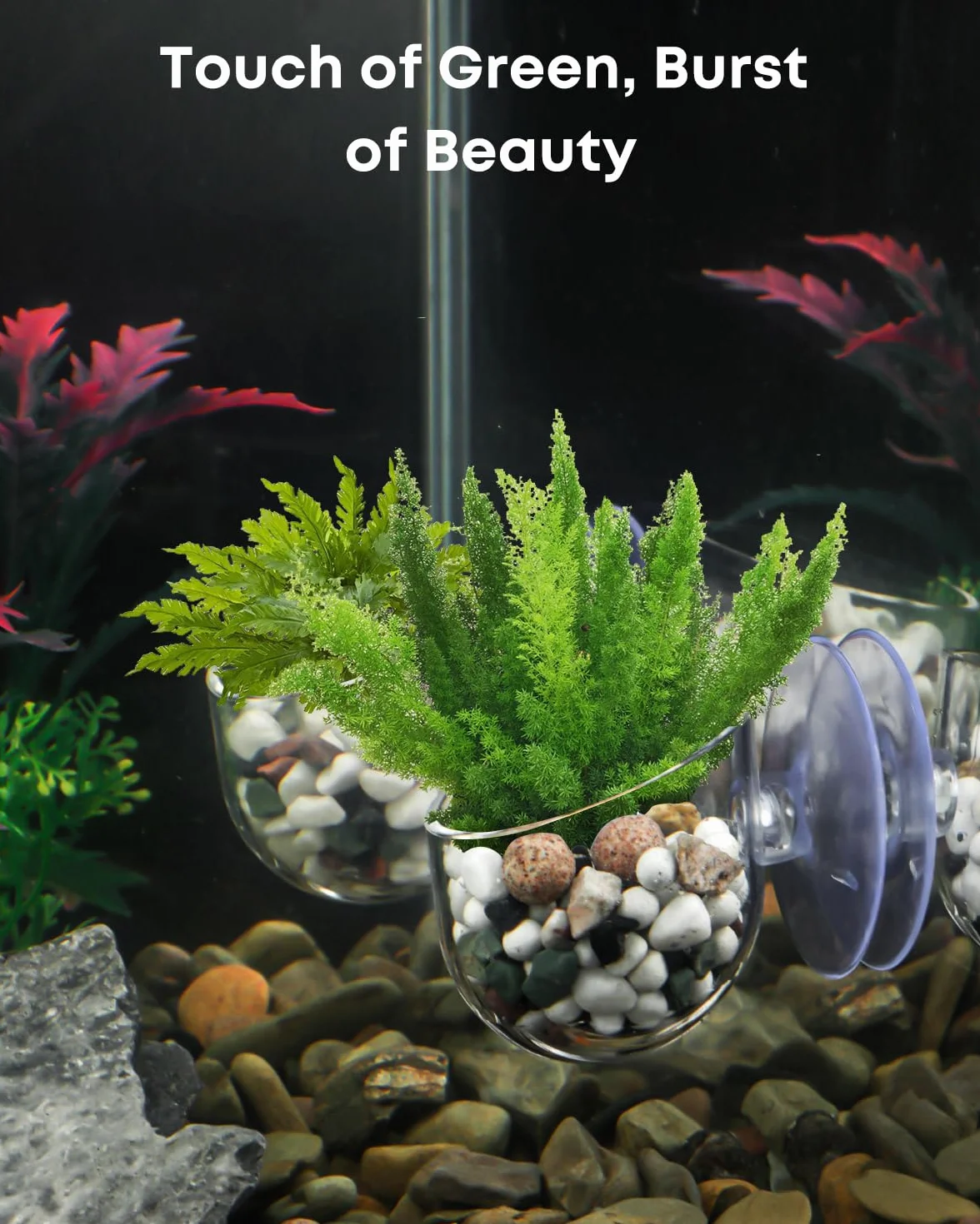 Pawfly Lot de 2 supports de plantes d'aquarium transparents en plastique avec ventouse