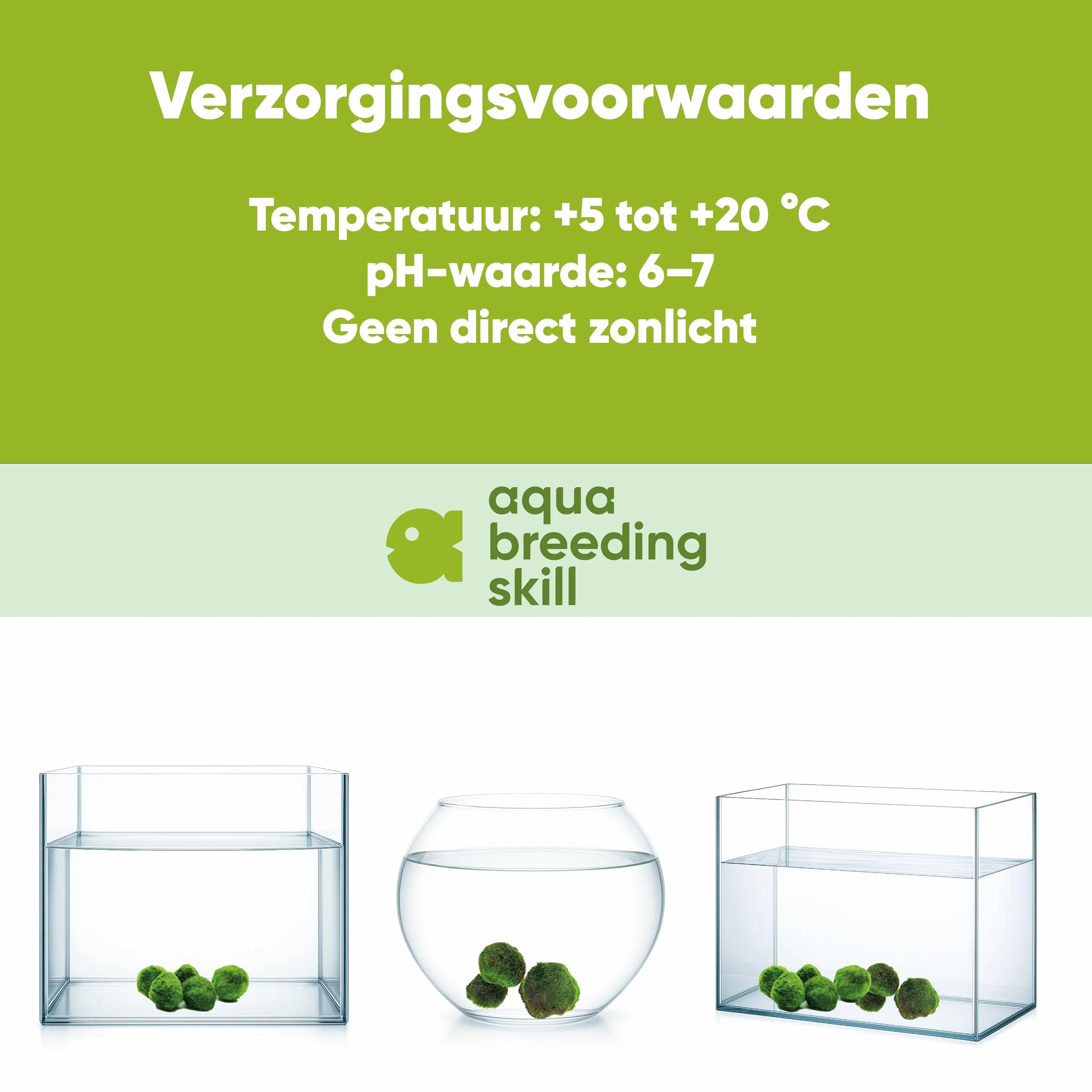 Marimo Moss Balls Lot de 3 – Plante Aquarium Vivante Naturelle – Filtre Biologique – Idéal Nano Aquarium
