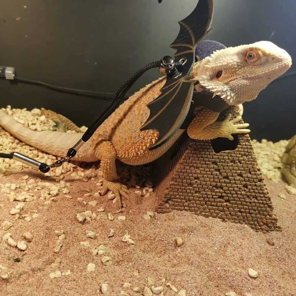 Harnais de Laisse pour Reptiles Lot de 3 Ailes Réglables pour Lézard Dragon Barbu Sécurité Plein Air