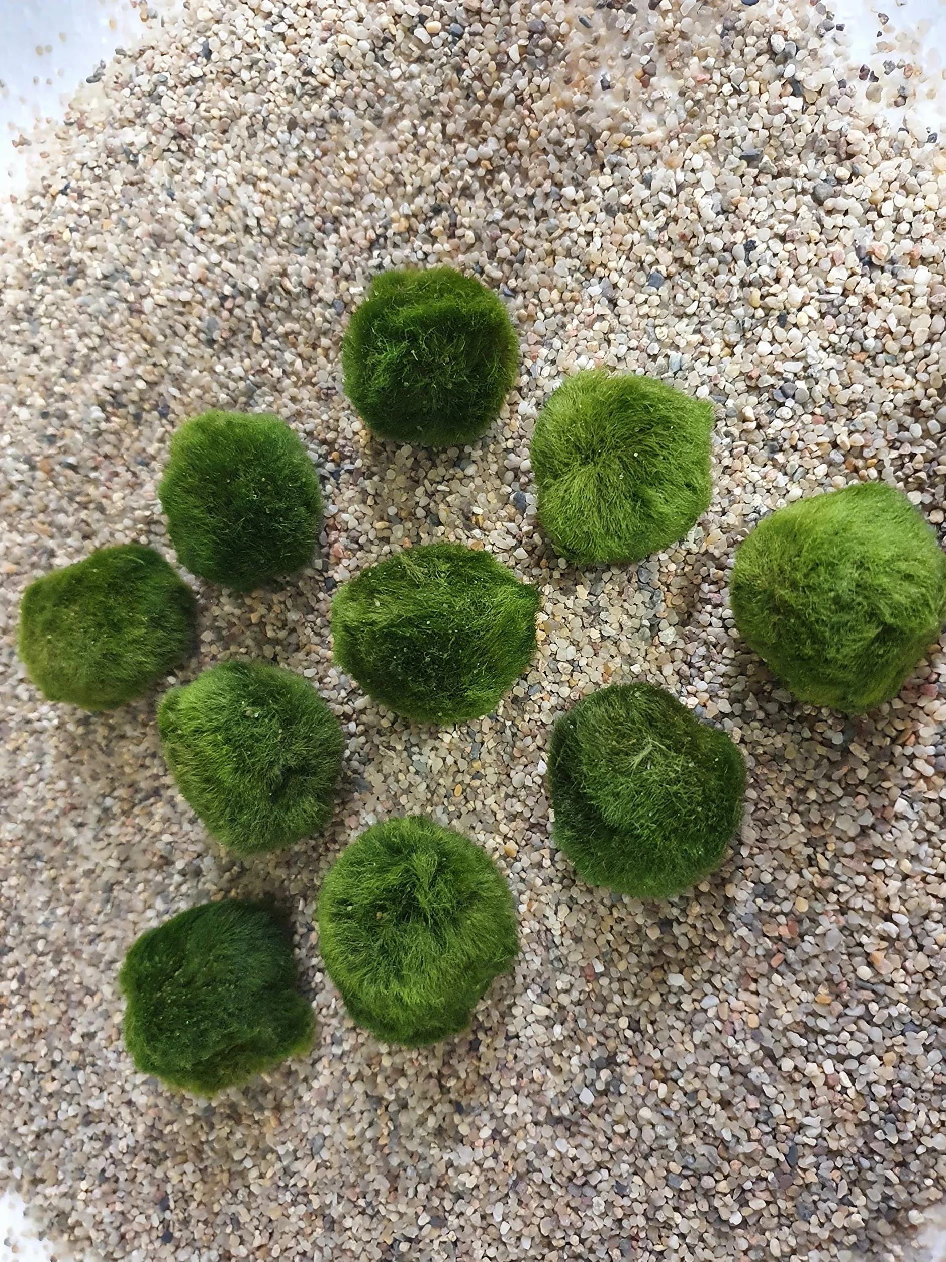 Aquatic Arts Marimo Mousse Boules 10 Pièces 3 cm Plantes Aquatiques