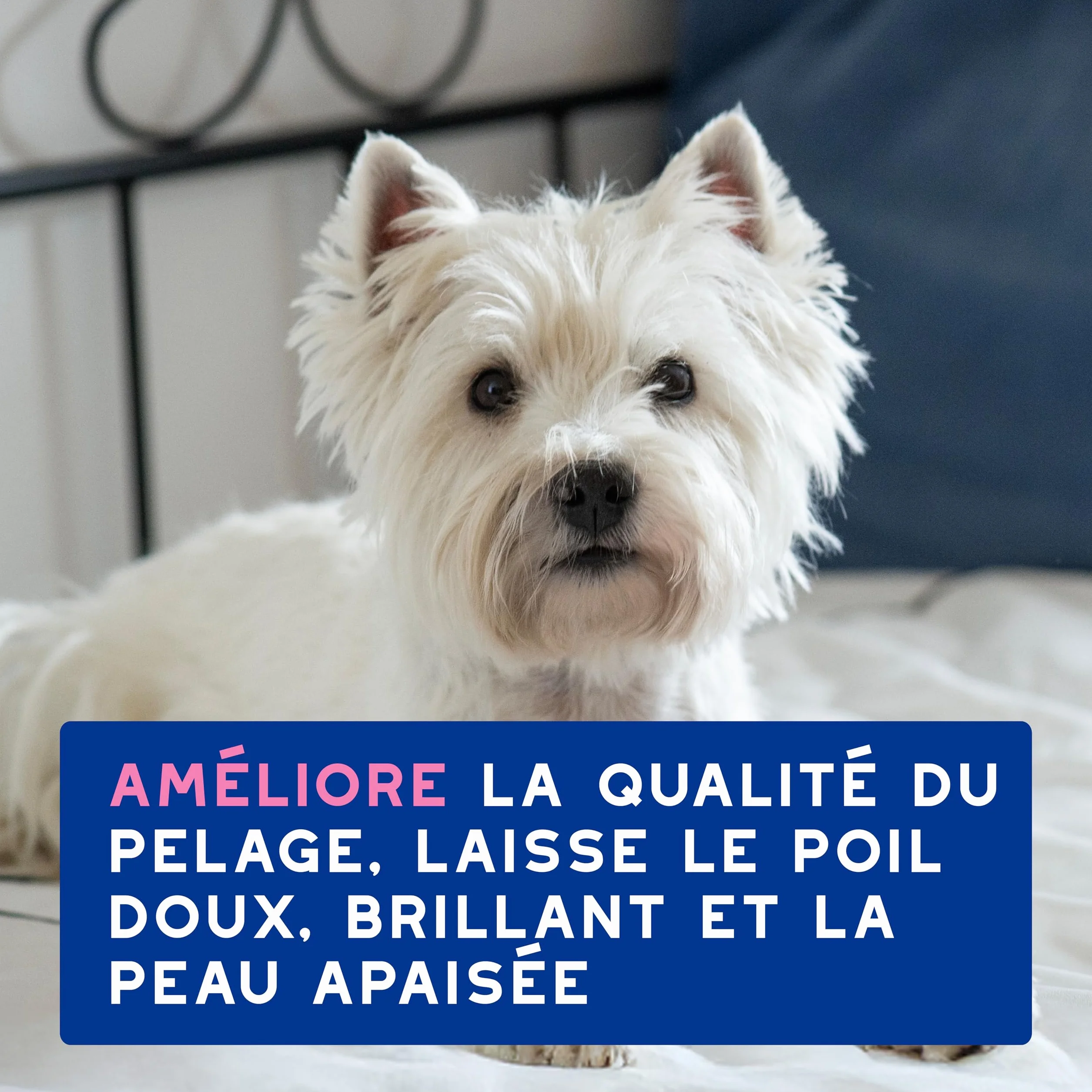 DOUXO Skin & Coat Spa - Ultra-Safe Shampoing Anti-démangeaisons pour Chien, 250mL, Nettoie et apaise la Peau, Laisse Le Pelage Doux et éclatant, Formule respectueuse de la Peau.