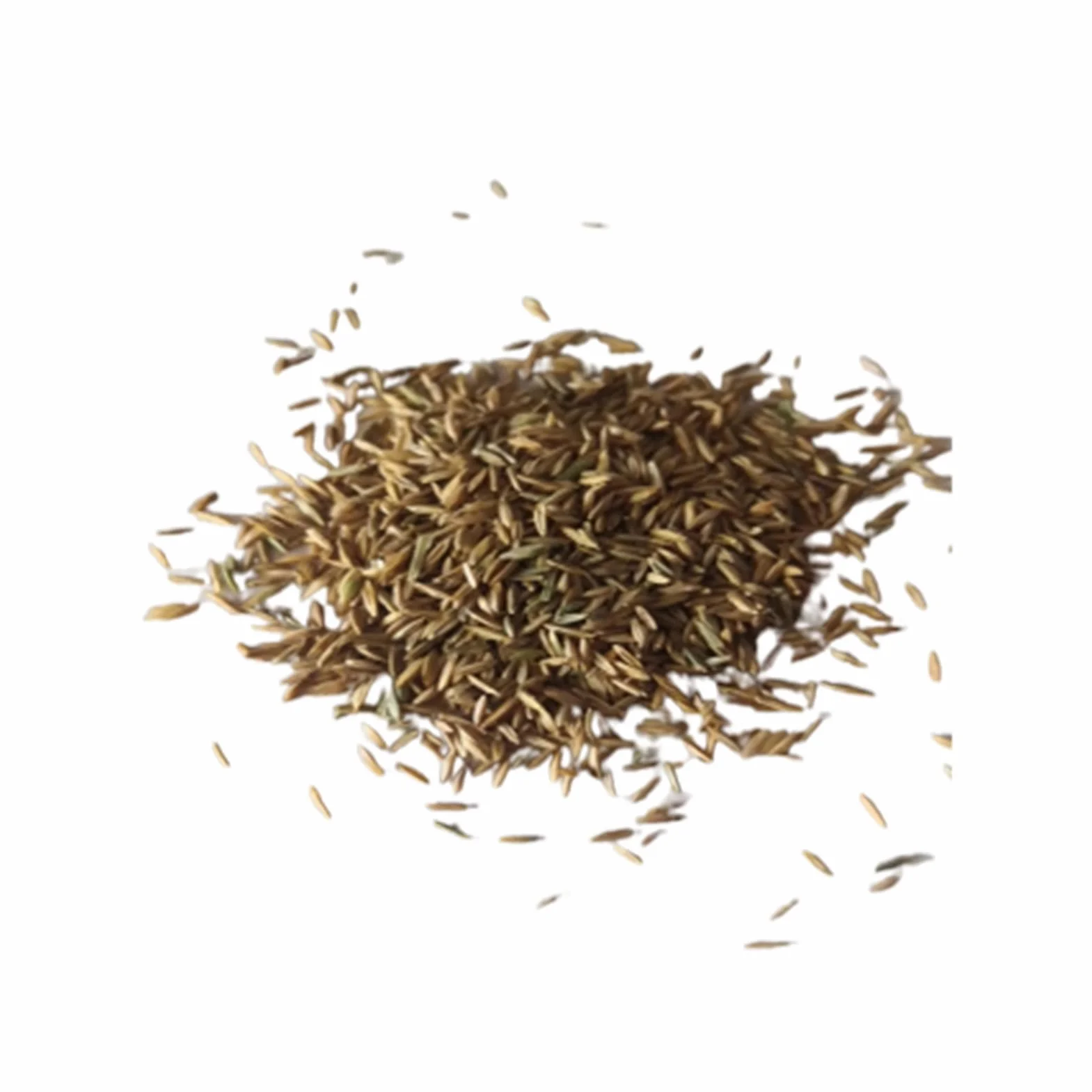Graines d'herbe d'eau d'aquarium 100pcs décor paysage plante hydrophile réservoir poissons