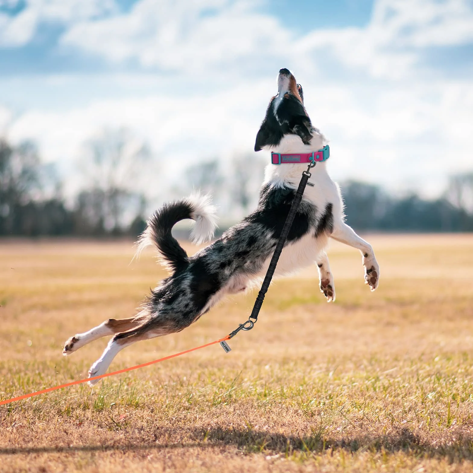 Wolfone Lot de 2 laisses élastiques réfléchissantes pour Chien Noir