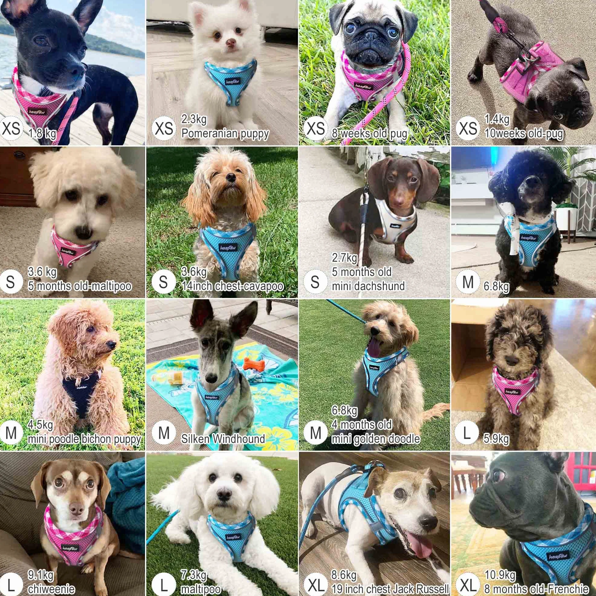 Haapaw Ensemble Harnais et Laisse pour Chien - Harnais Réglable Réfléchissant avec Gilet Rembourré Épais pour Chiens Taille XS et Moyenne