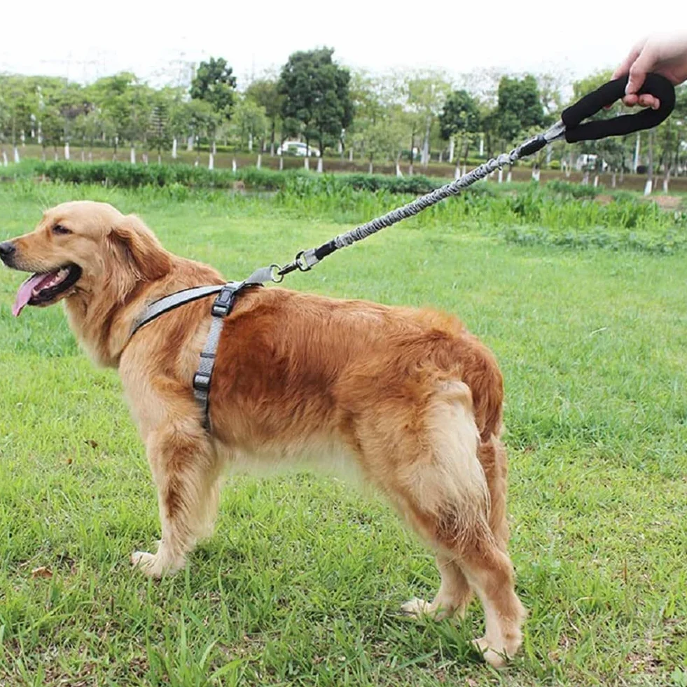 Laisse Chien Élastique Nylon Anti Traction Grande Taille avec Poignée Rembourrée