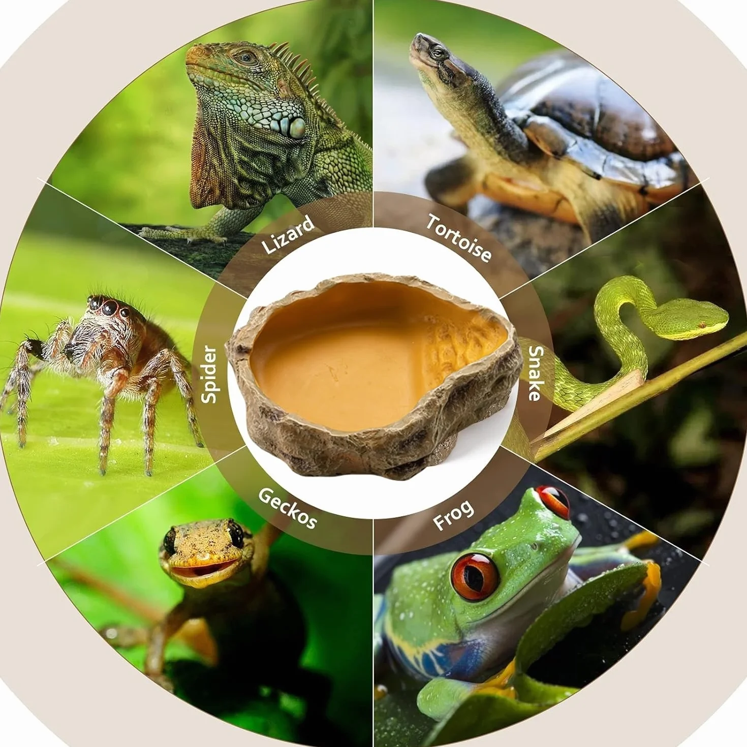 Bol à Eau pour Terrarium Tortues Reptiles Serpent Gecko
