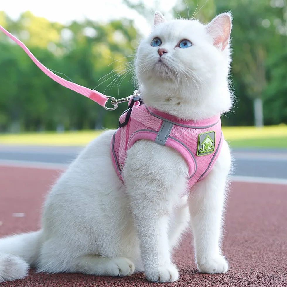 Harnais Petit Chien Chat Veste en Mesh Doux Réfléchissant Réglable Gilet de Chiot et Laisse pour Chiens de Taille Petits et Moyens
