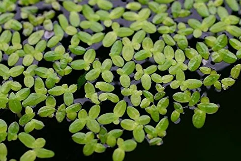 Lentille d'eau LEMNA MINOR Live aqua plants