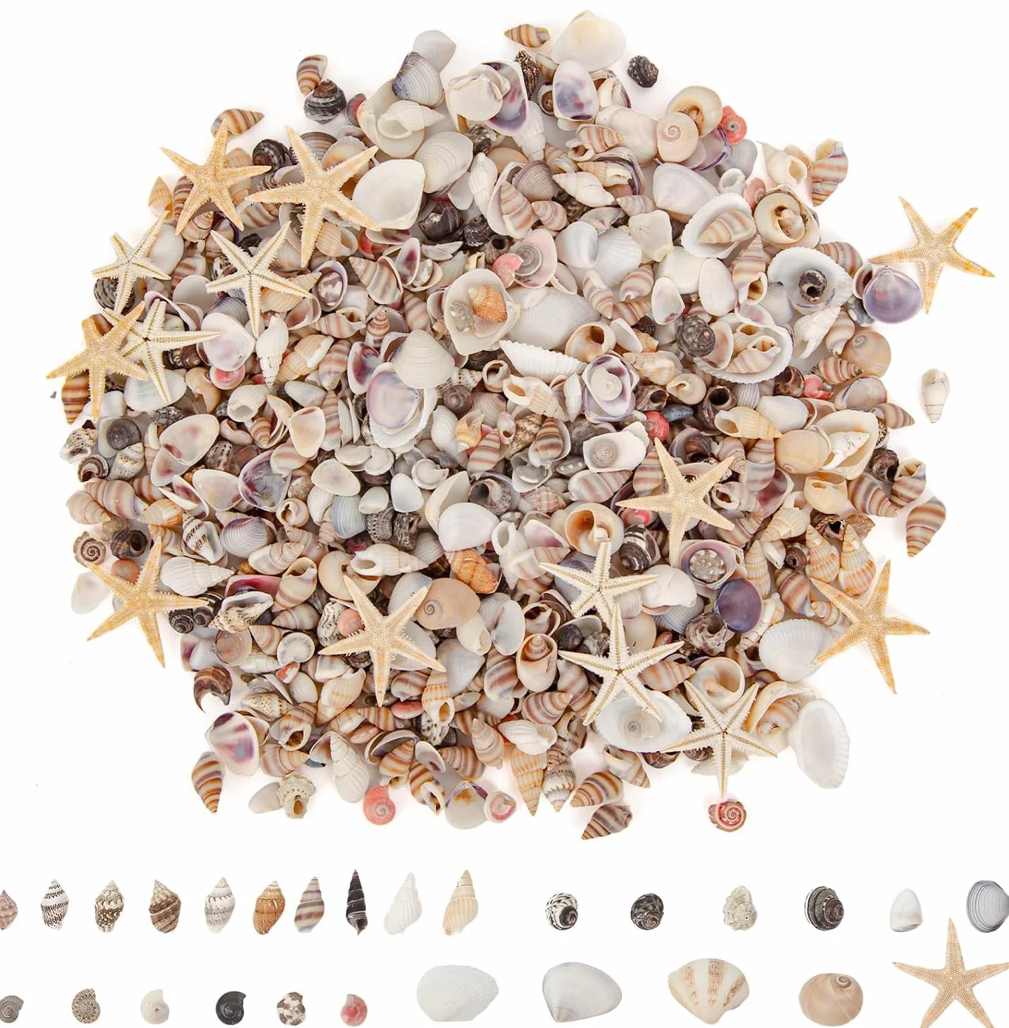 Mini Coquillages Mélangés 1000pcs 20 Variétés Naturels pour Travaux Manuels Bricolage