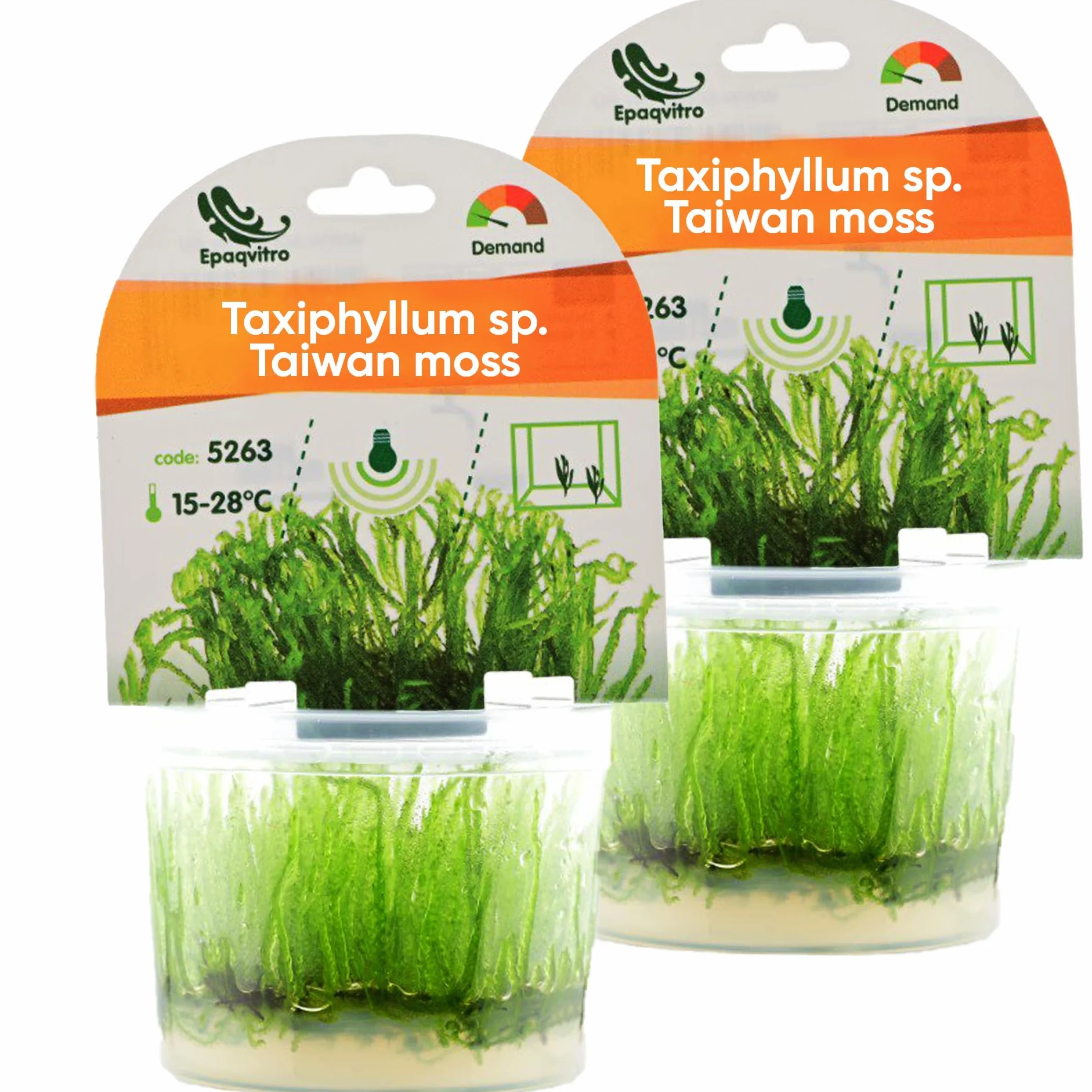 Taxiphyllum sp. in vitro plante aquarium vivante mousse sans parasites aquascaping nano aquarium Taiwan 2 pcs