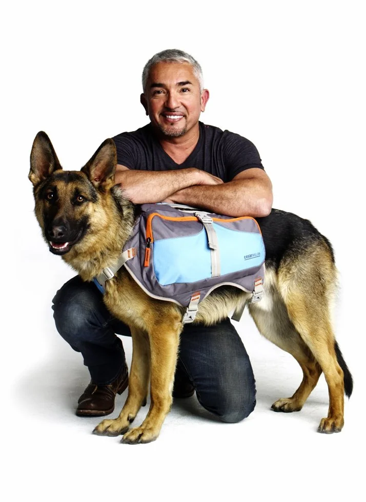 Cesar Millan Grand Sac à Dos Chien Bleu Gris
