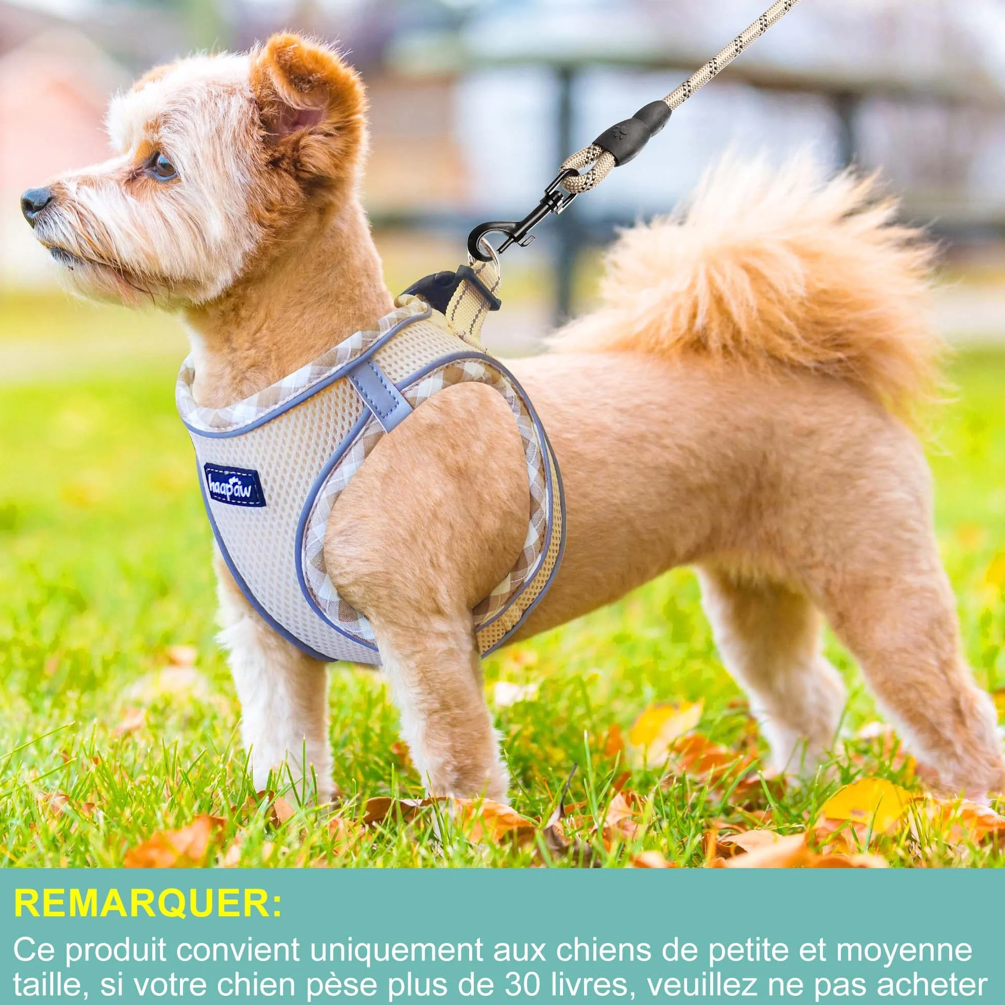 Haapaw Ensemble Harnais et Laisse pour Chien - Harnais Réglable Réfléchissant avec Gilet Rembourré Épais pour Chiens Taille XS et Moyenne
