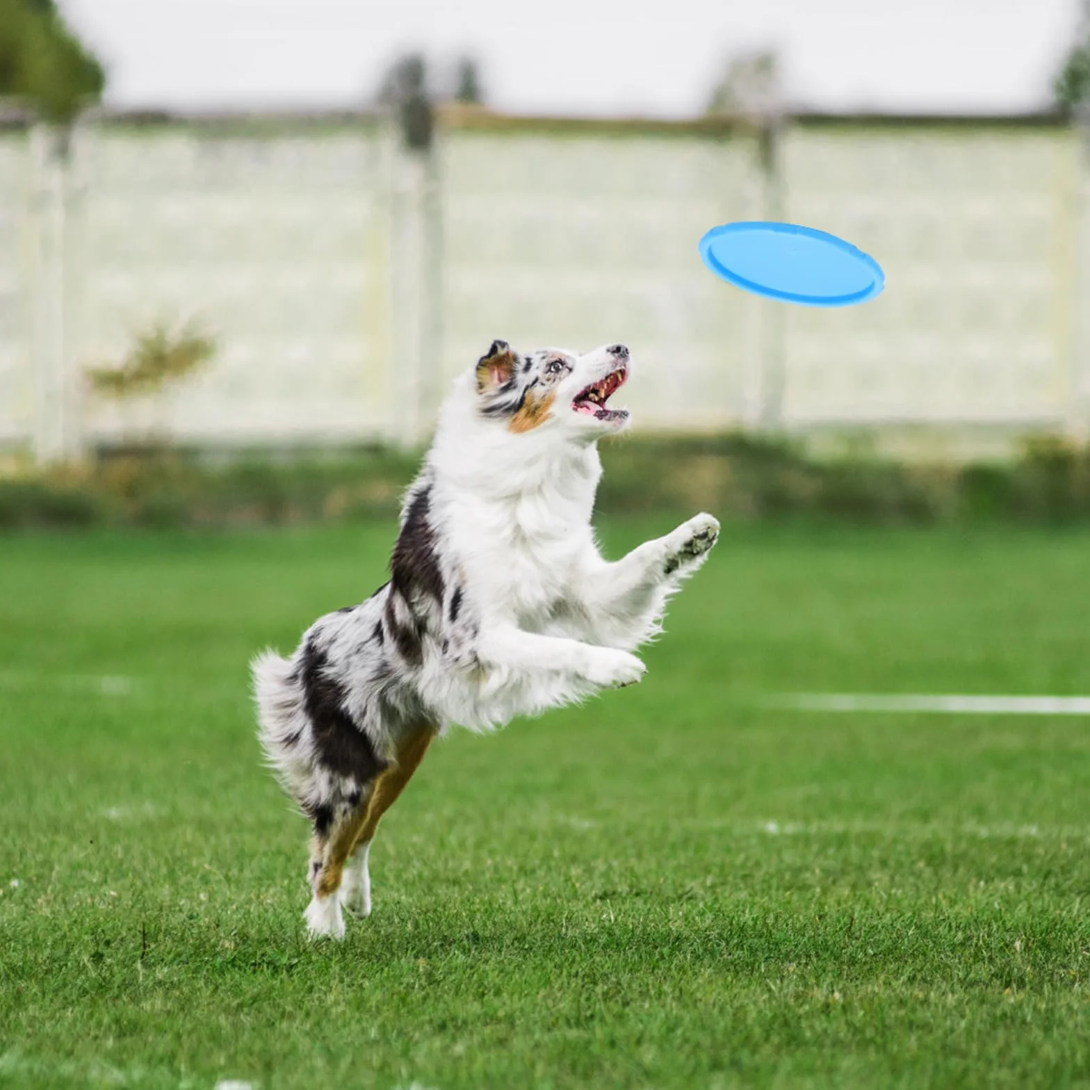 TNSLAND Frisbee Lot de 3 en Caoutchouc Naturel pour Chien 15 cm, Dog Disc