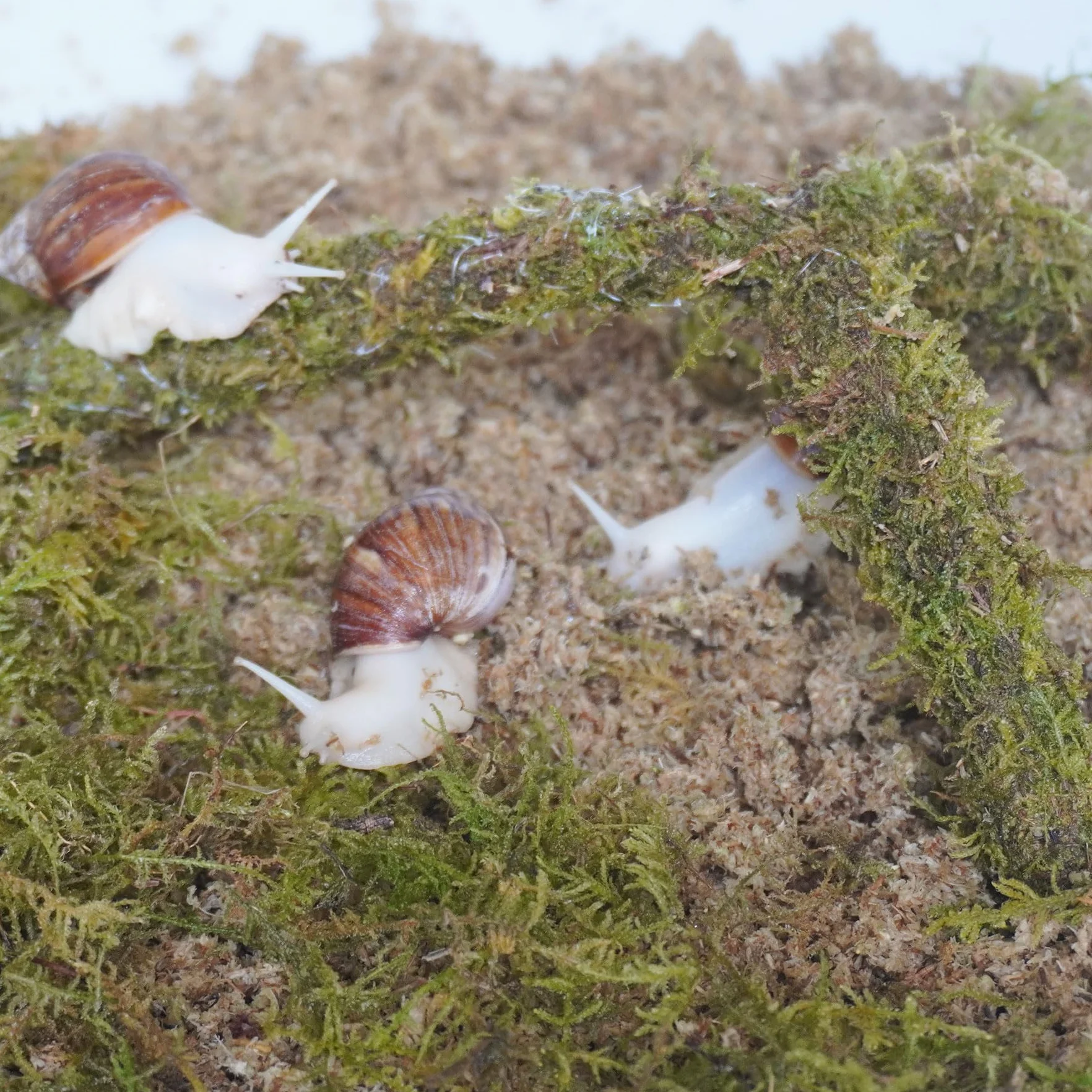 Kit d'accessoires pour terrarium escargot 3 pièces substrat humidité couche supérieure jouet escalade