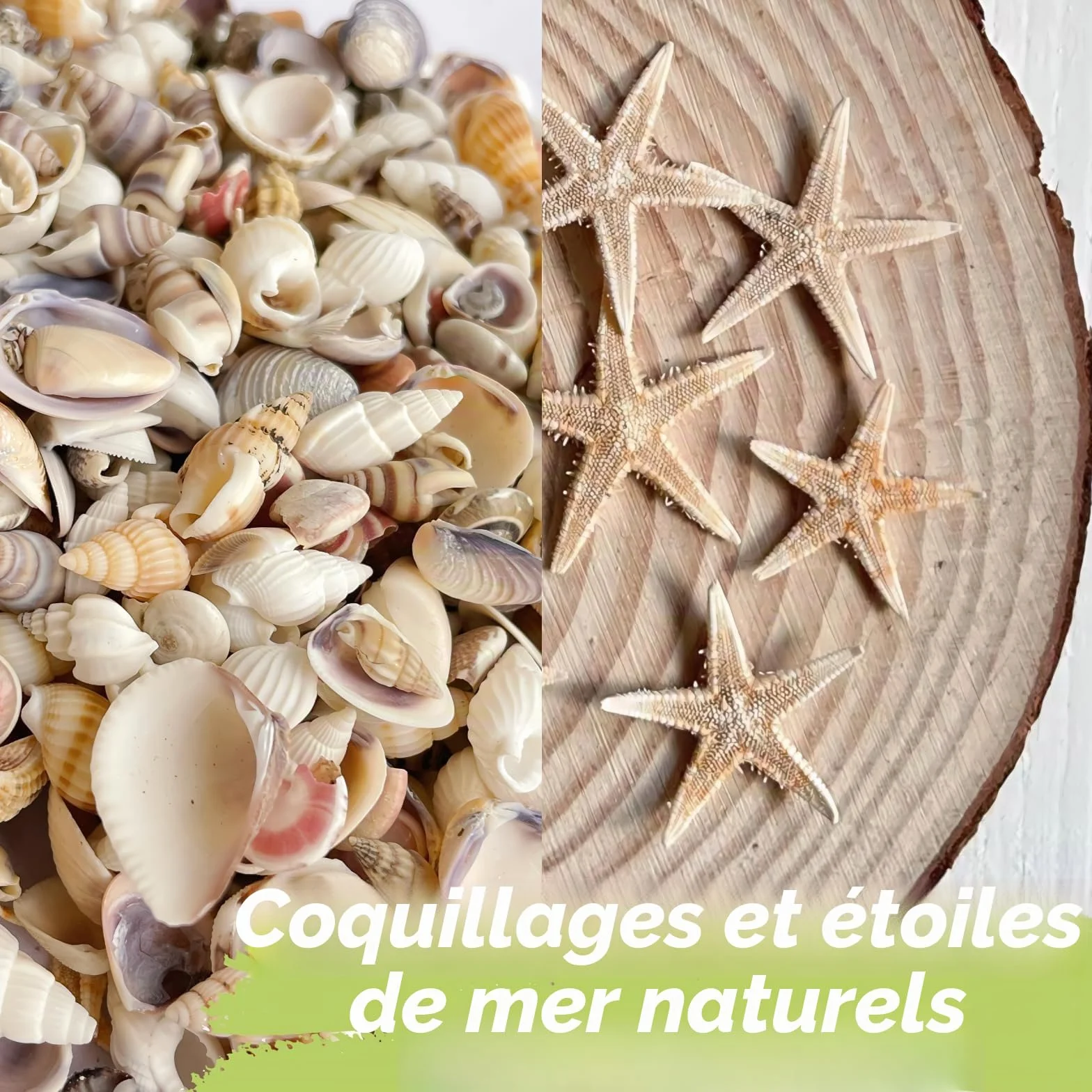1200 pièces coquillages de mer et 10 étoiles de mer - Mélange coquillages plage spirale pour aquarium vase décoration fête thème plage