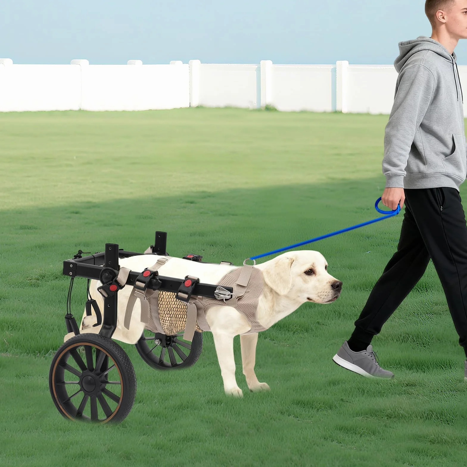 Fauteuil roulant léger pour chien jusqu'à 65 kg, réglable, roues amortissantes, aide rééducation