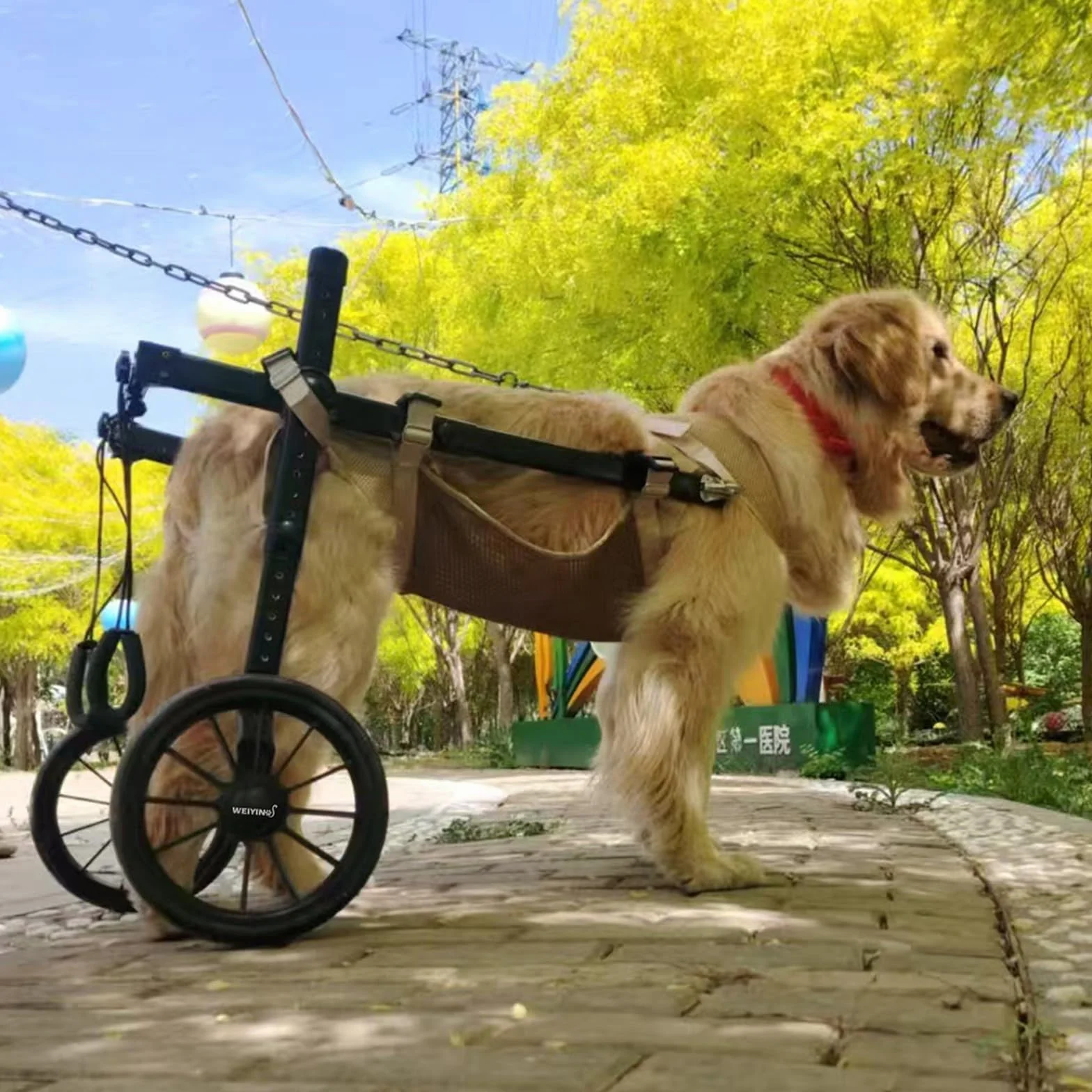 Fauteuil Roulant Pour Chien Pattes Arrière 2 Roues Attelle Exercice Marcheur Handicapé Aide Marche Blessés Paralysés Chariot Animaux Petite Moyenne Grande Taille XL Bleu