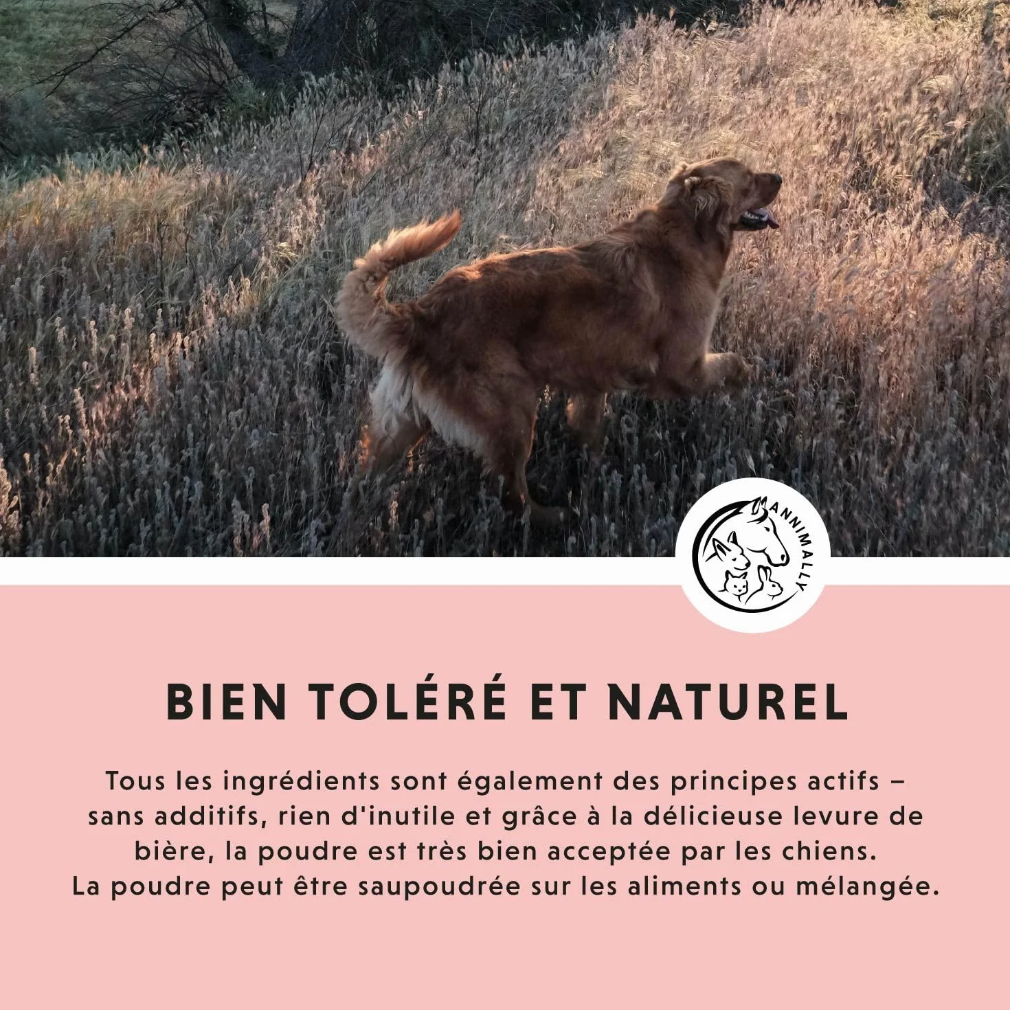 Annimally Adieu Tiques Poudre Chiens 400g Huile Cumin Noir Ciste Levure Bière Algues Marines Alternative Comprimés