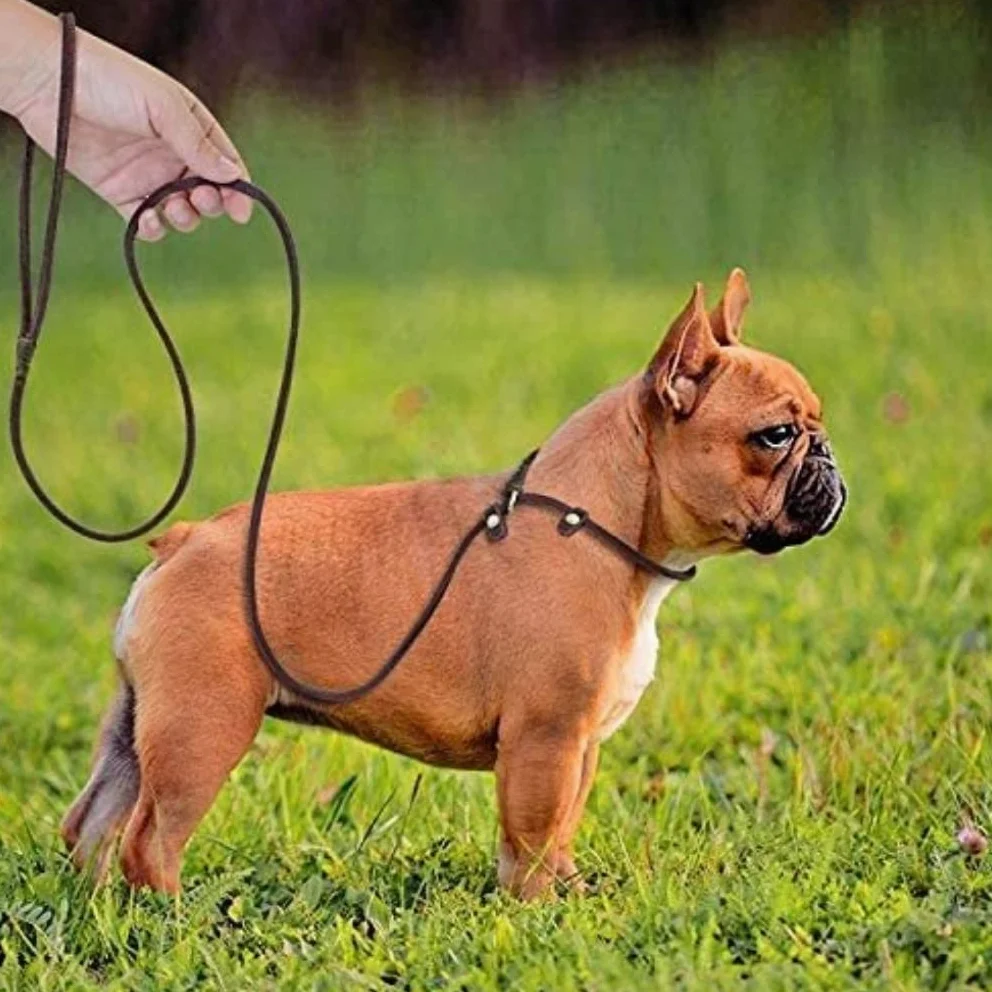Longe Chien Chaîne Chien Laisse Slip Collier Pet Marche Conduit en Cuir Véritable Chien Corde Chiot Traction pour Chiens Ceinture Chien
