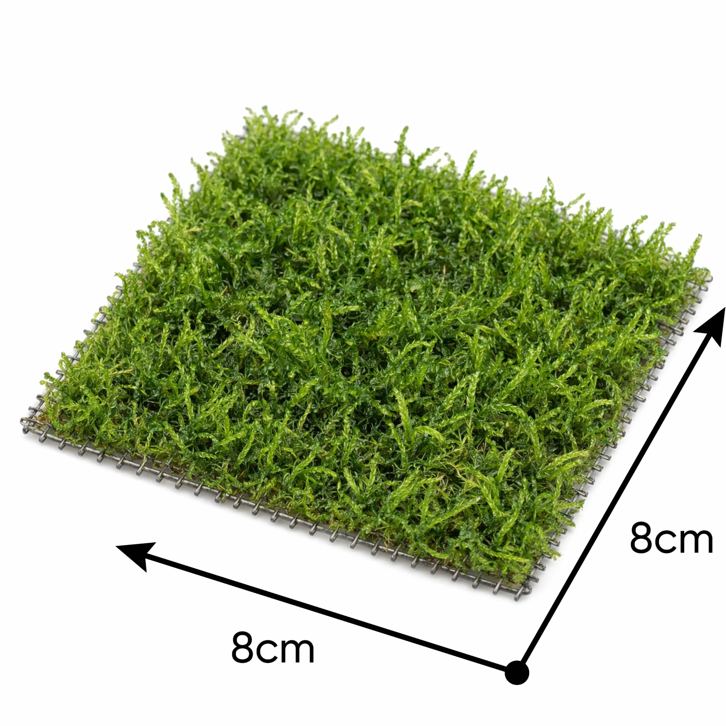 Mousse de Taiwan sur grille acier inoxydable 8×8 cm – Taxiphyllum sp. mousse d’aquarium vivante pour aquascaping