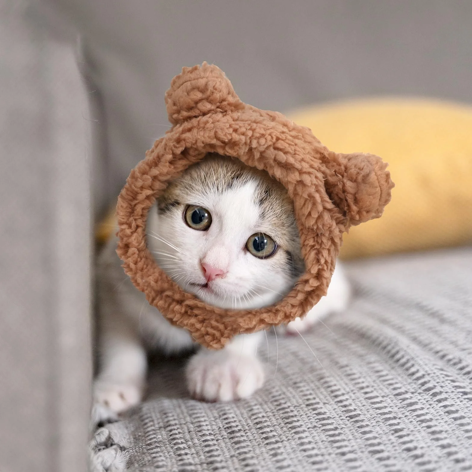 Bonnet d'hiver mignon pour chats chaud doux réglable marron