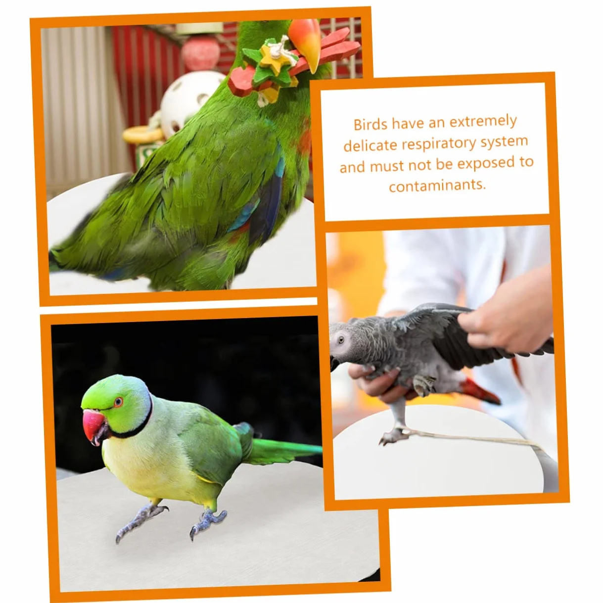 Toddmomy 100 Feuilles Coussins Absorbants pour Cage à Oiseaux Jetables Hygiéniques