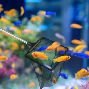 Épuisette Aquarium Télescopique 10cm Filet 16-40cm Poignée Extensible Maille pour Bassins Réservoir Poissons