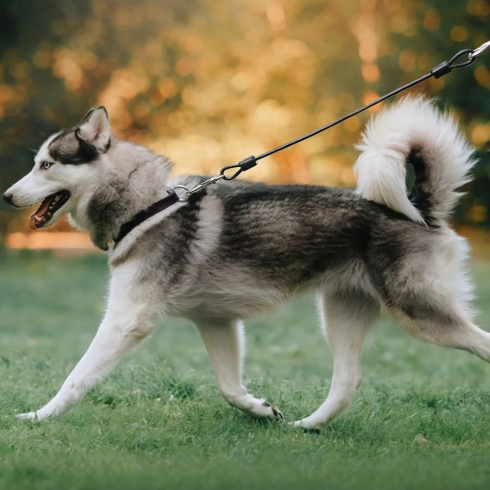 Laisse pour Chien Résistante Mastication Corde en Acier pour Petit Moyen Grand Chien Plein Air Marche Course