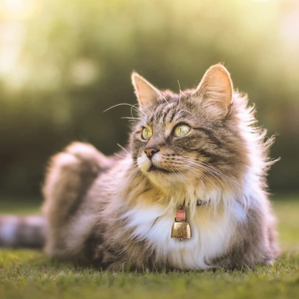 Clochettes de collier pour chien et chat en métal cuivre avec sangle cuir DONGKER