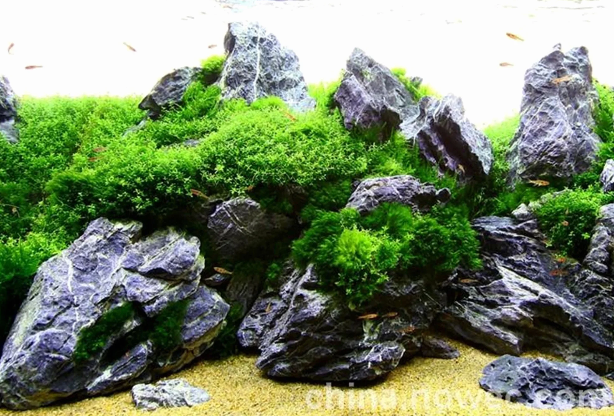 3,5 kg de roches dragon, décoration d’aquarium