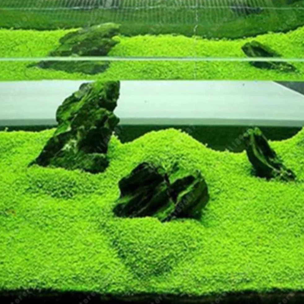 Graines d'herbe d'eau d'aquarium 100pcs décor paysage plante hydrophile réservoir poissons
