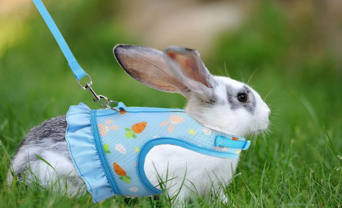 Harnais Réglable Et Laisse pour Lapins Gilet Respirant en Maille Douce pour Petits Animaux Chats Cochons d'Inde Sécurité EtEconfort Idéal pour Lapins Nains (Bleu)